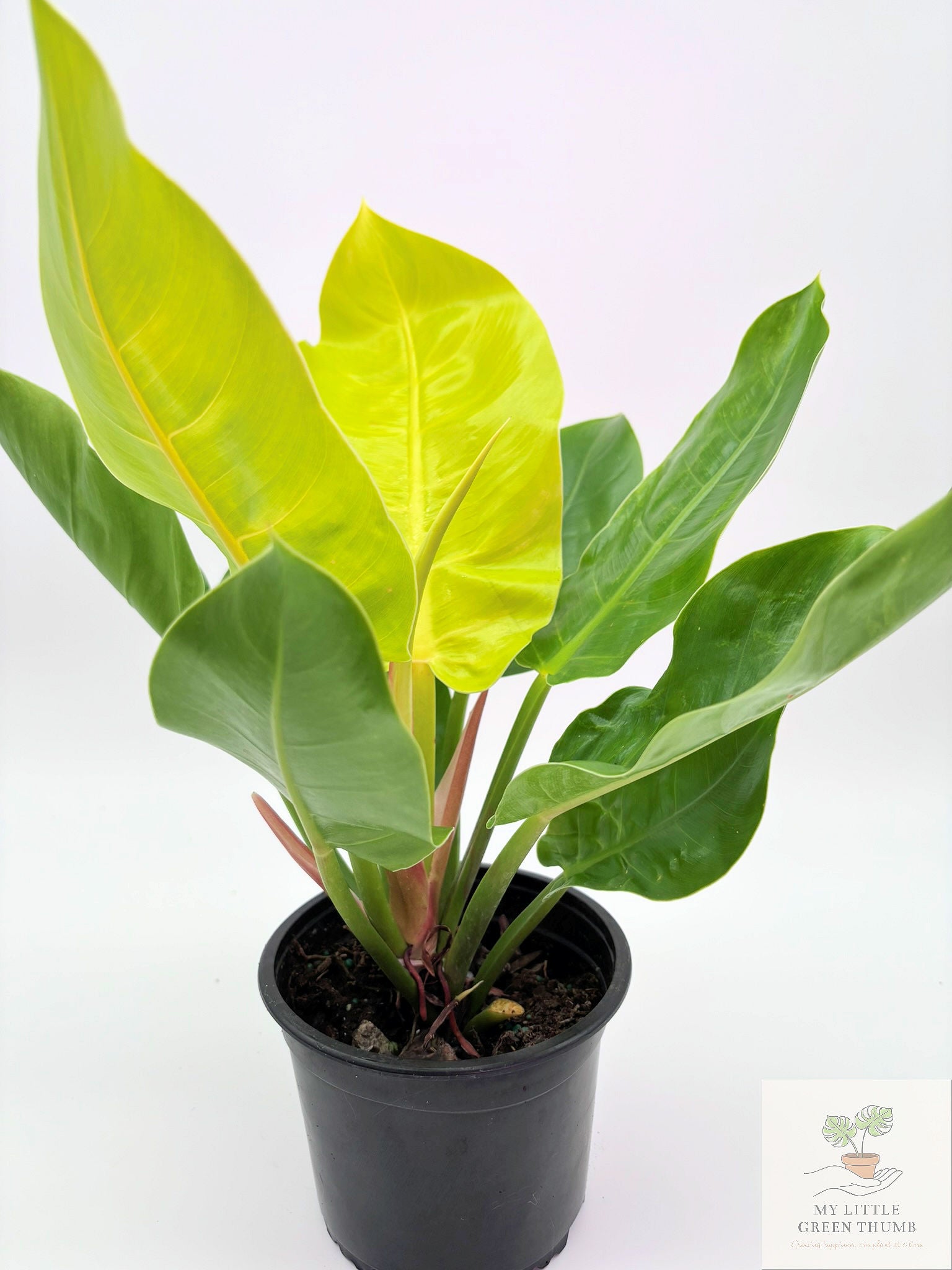 🌿 Philodendron Moonlight Bright Tropical Foliage Plant 6" Pot• Easy-Care Philodendron (Copy)