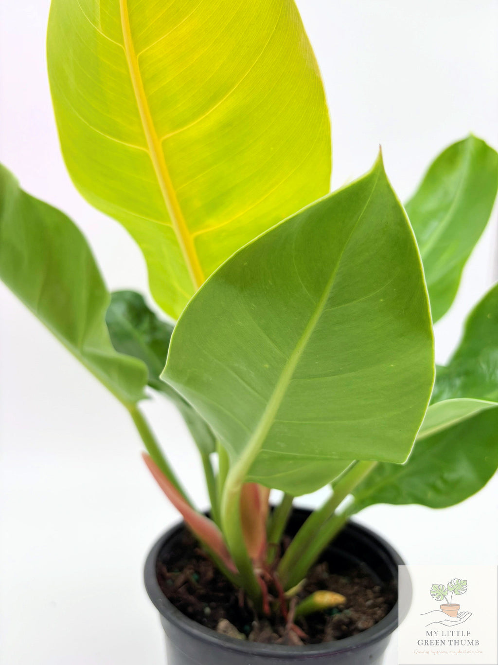 🌿 Philodendron Moonlight Bright Tropical Foliage Plant 6" Pot• Easy-Care Philodendron (Copy)
