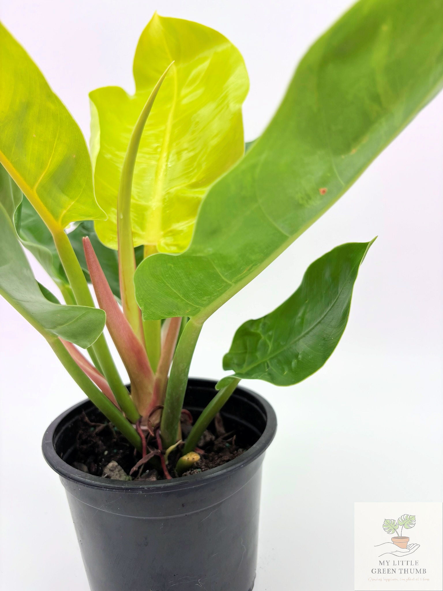 🌿 Philodendron Moonlight Bright Tropical Foliage Plant 6" Pot• Easy-Care Philodendron (Copy)