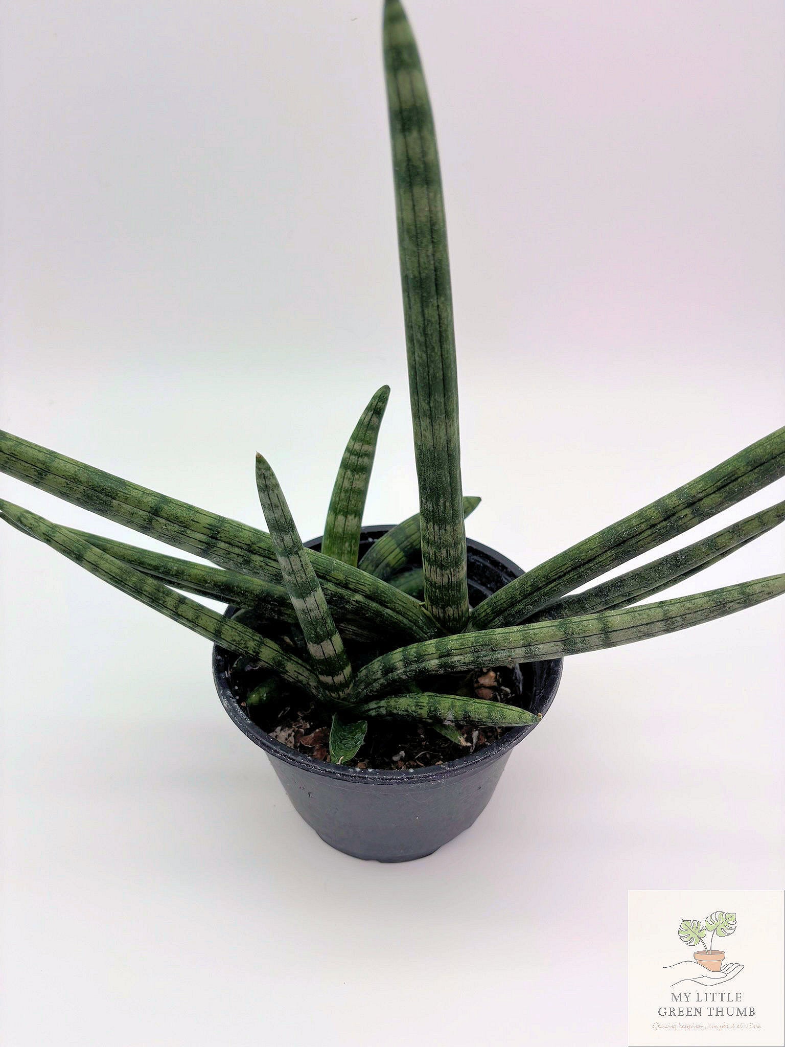🌿 Sansevieria suffruticosa Compact Snake Plant • Low-Maintenance Indoor Houseplant