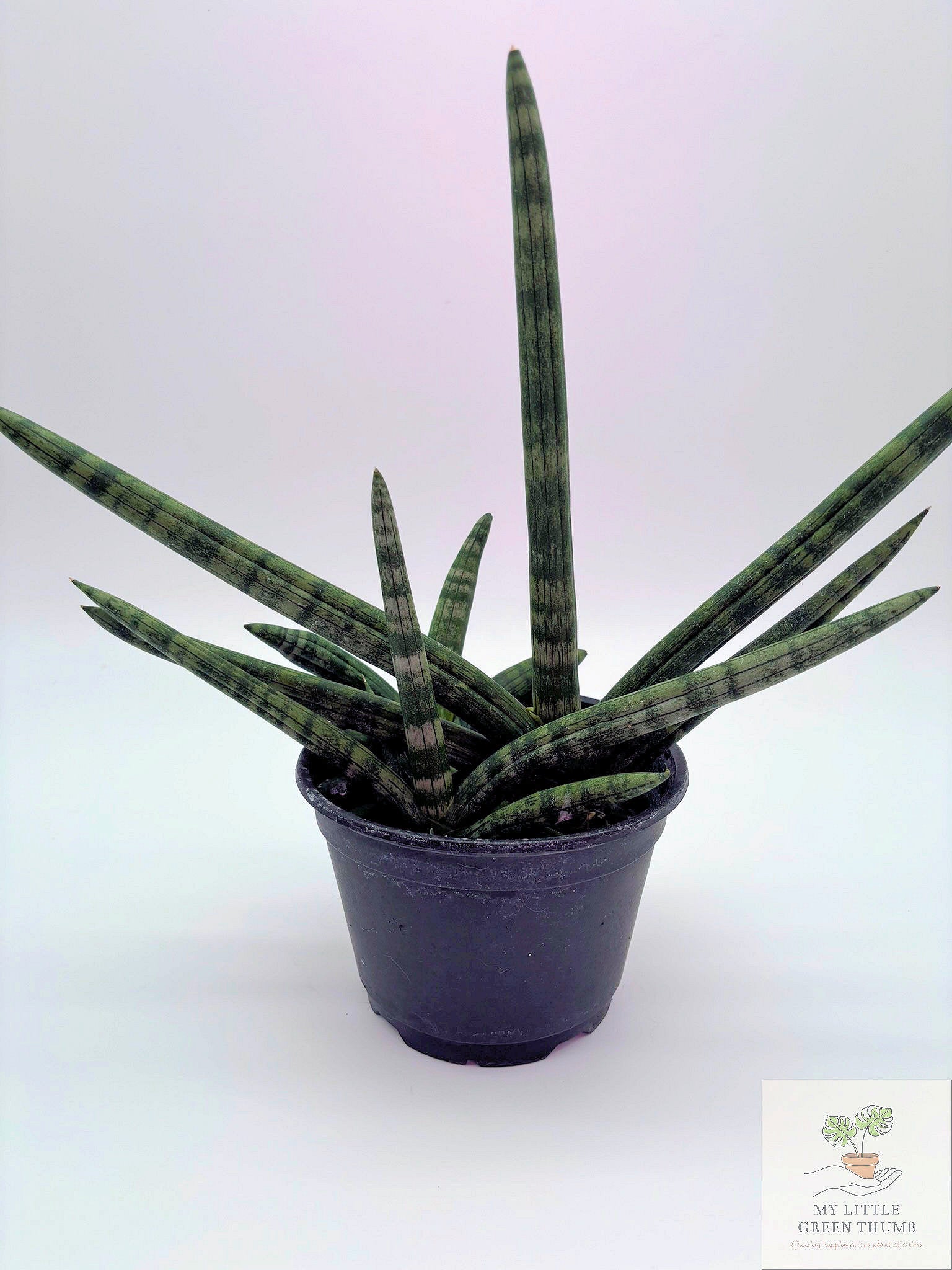 🌿 Sansevieria suffruticosa Compact Snake Plant • Low-Maintenance Indoor Houseplant