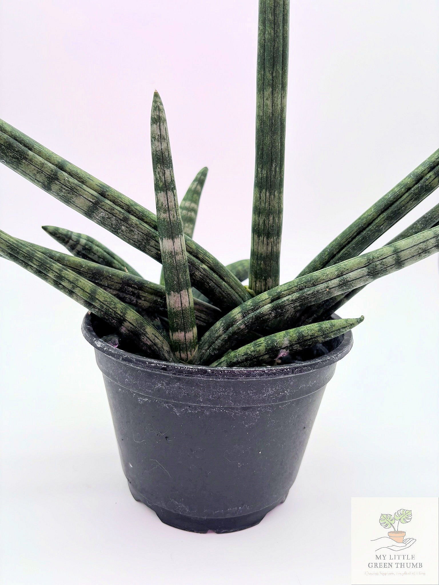 🌿 Sansevieria suffruticosa Compact Snake Plant • Low-Maintenance Indoor Houseplant