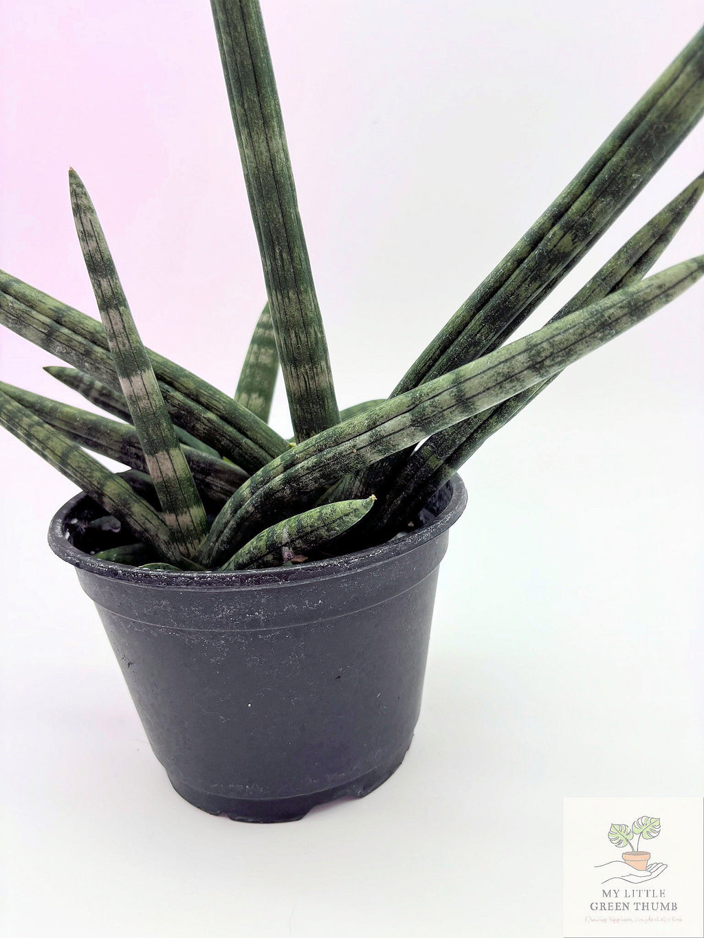 🌿 Sansevieria suffruticosa Compact Snake Plant • Low-Maintenance Indoor Houseplant