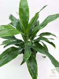 🌿 Dracaena Janet Craig Classic Low-Light Houseplant • Easy-Care Tropical Foliage Plant