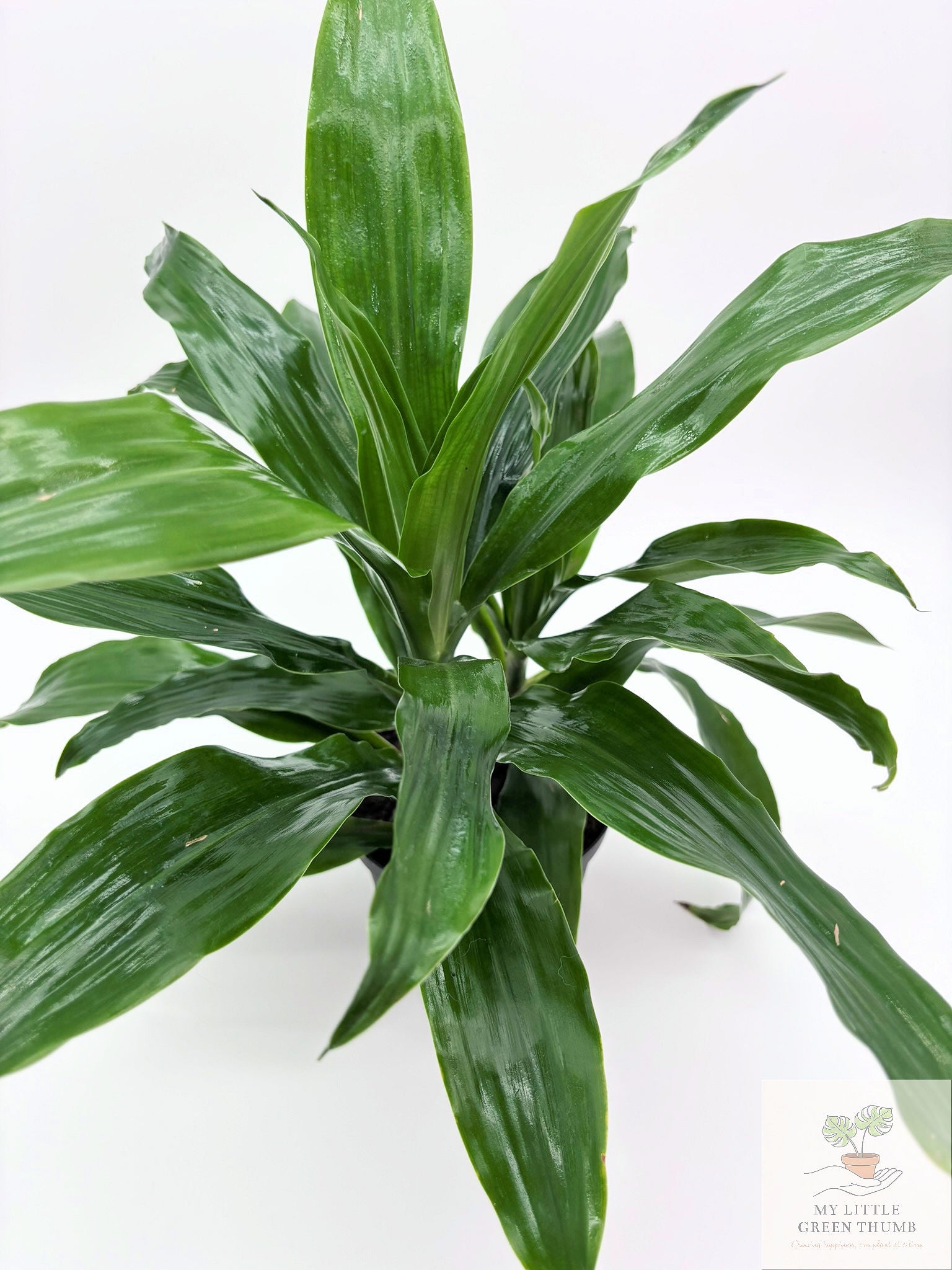 🌿 Dracaena Janet Craig Classic Low-Light Houseplant • Easy-Care Tropical Foliage Plant