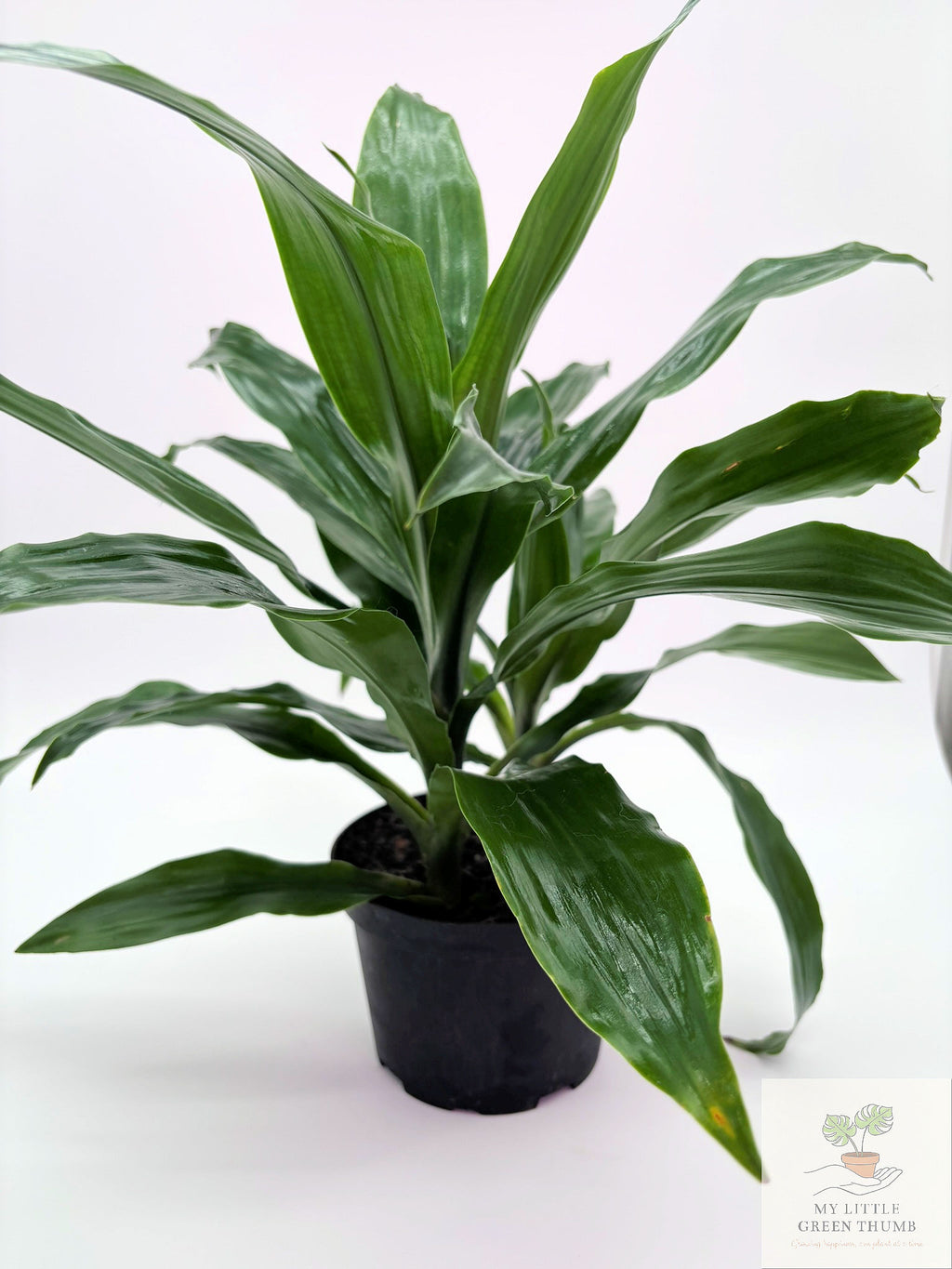 🌿 Dracaena Janet Craig Classic Low-Light Houseplant • Easy-Care Tropical Foliage Plant