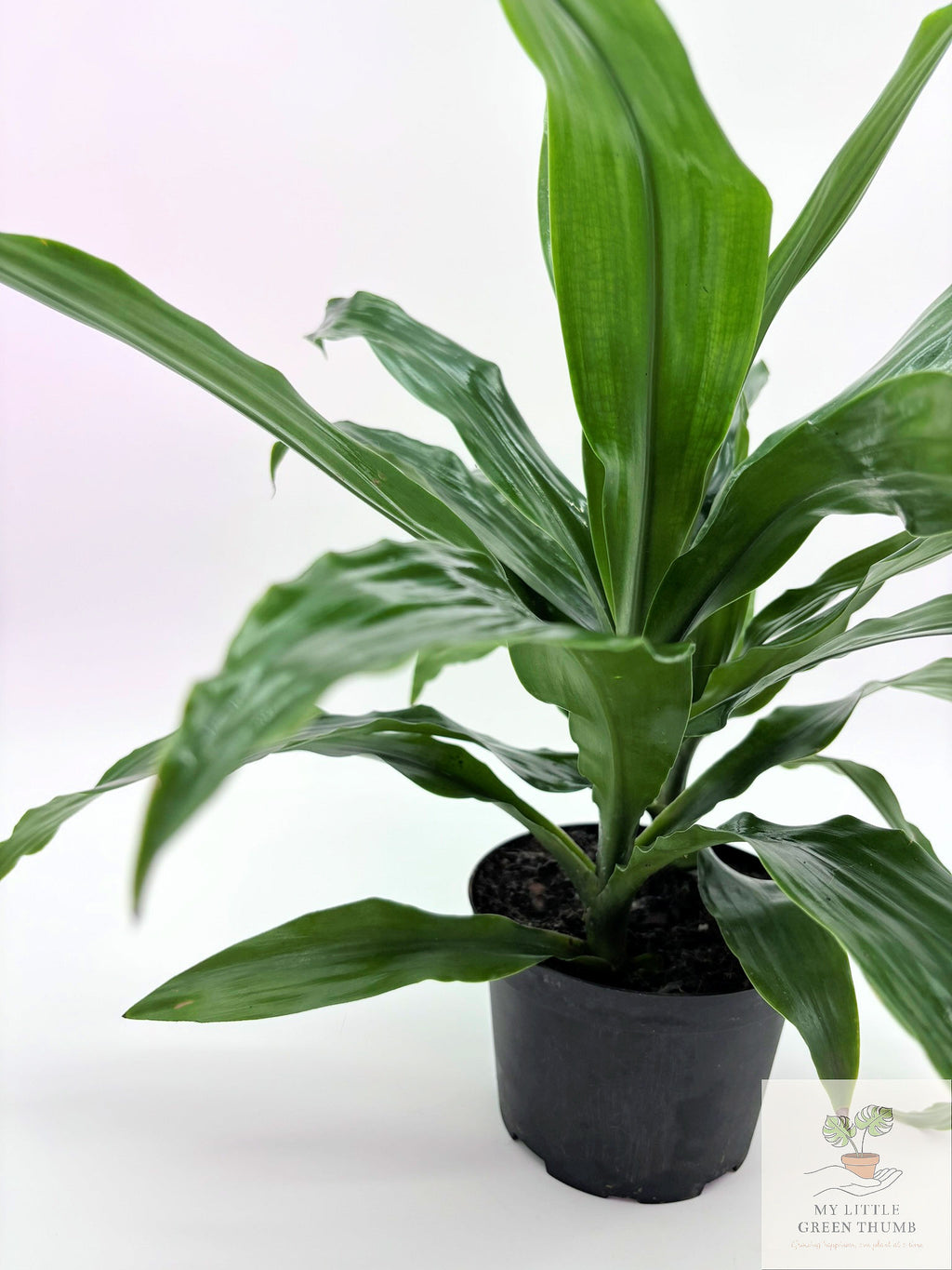 🌿 Dracaena Janet Craig Classic Low-Light Houseplant • Easy-Care Tropical Foliage Plant