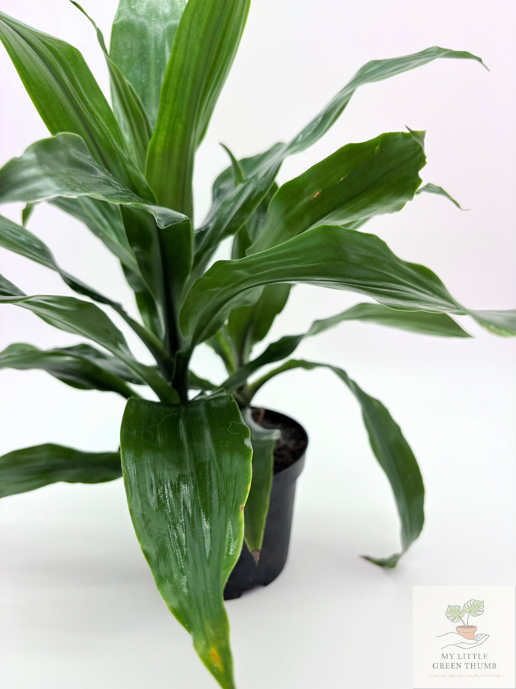 🌿 Dracaena Janet Craig Classic Low-Light Houseplant • Easy-Care Tropical Foliage Plant