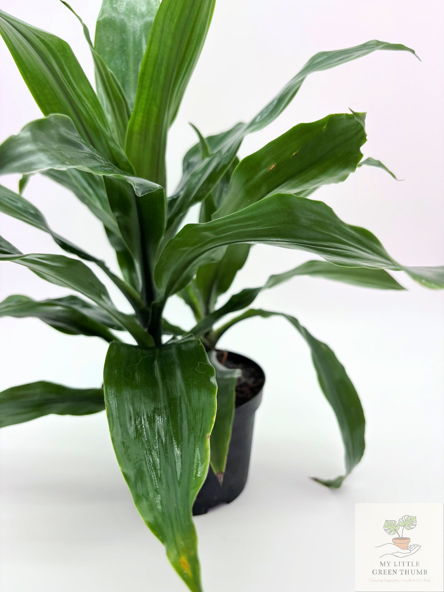 🌿 Dracaena Janet Craig Classic Low-Light Houseplant • Easy-Care Tropical Foliage Plant