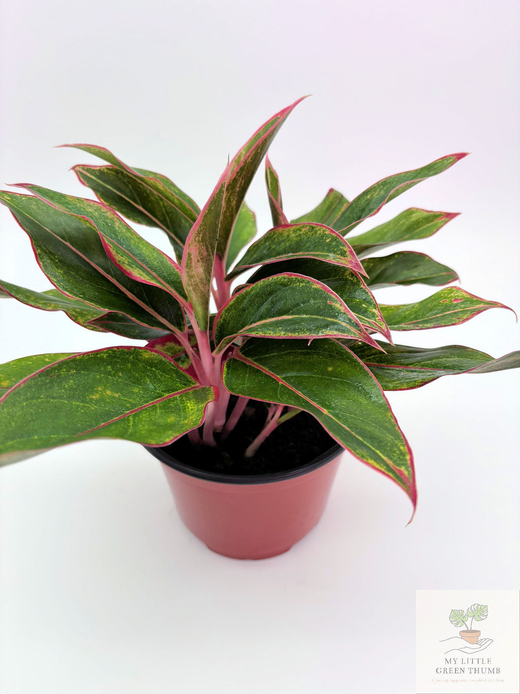 🌿 Aglaonema 'Jungle Red' Colorful Chinese Evergreen • Easy-Care Tropical Houseplant