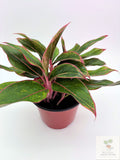 🌿 Aglaonema 'Jungle Red' Colorful Chinese Evergreen • Easy-Care Tropical Houseplant