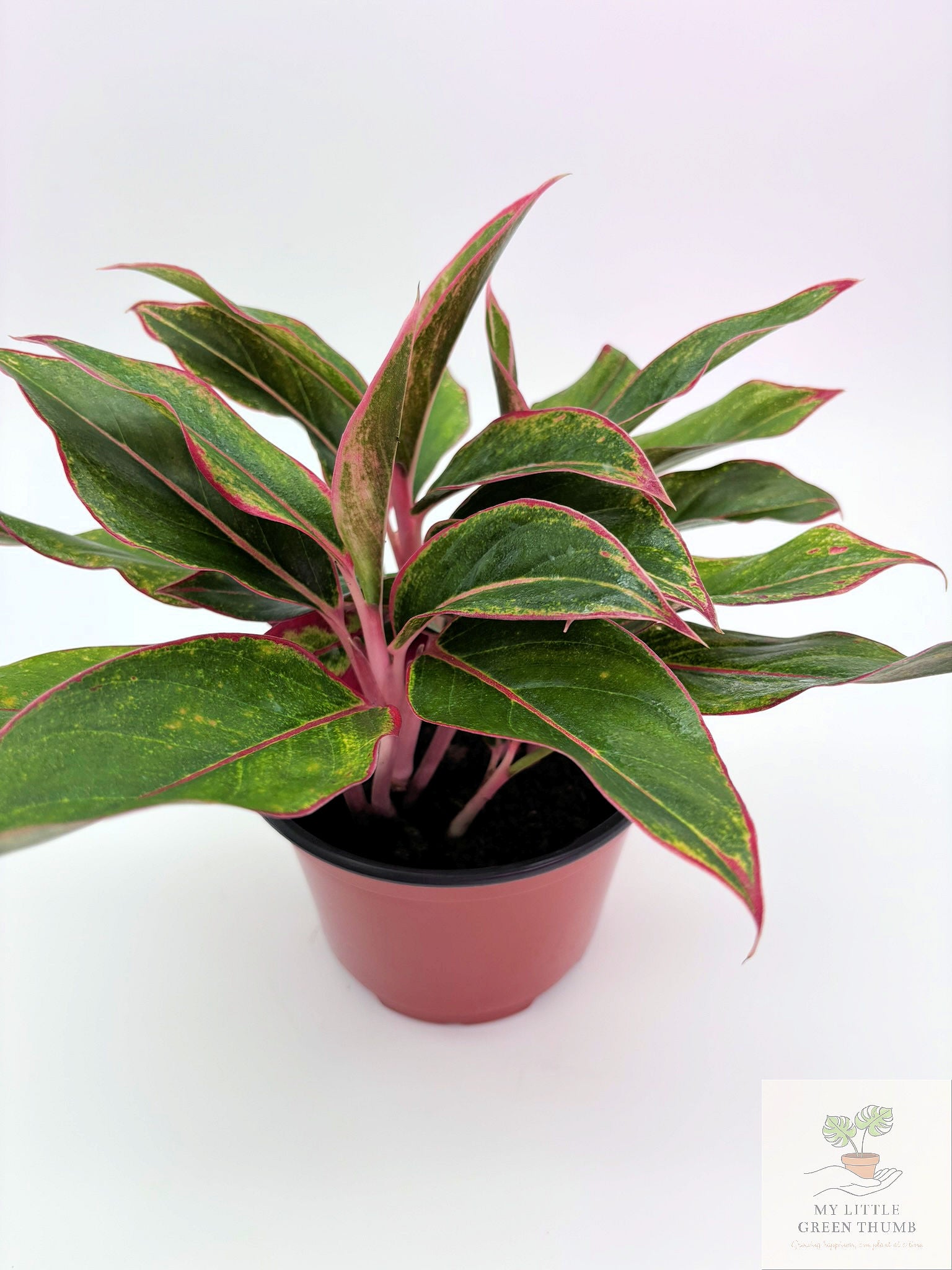 🌿 Aglaonema 'Jungle Red' Colorful Chinese Evergreen • Easy-Care Tropical Houseplant