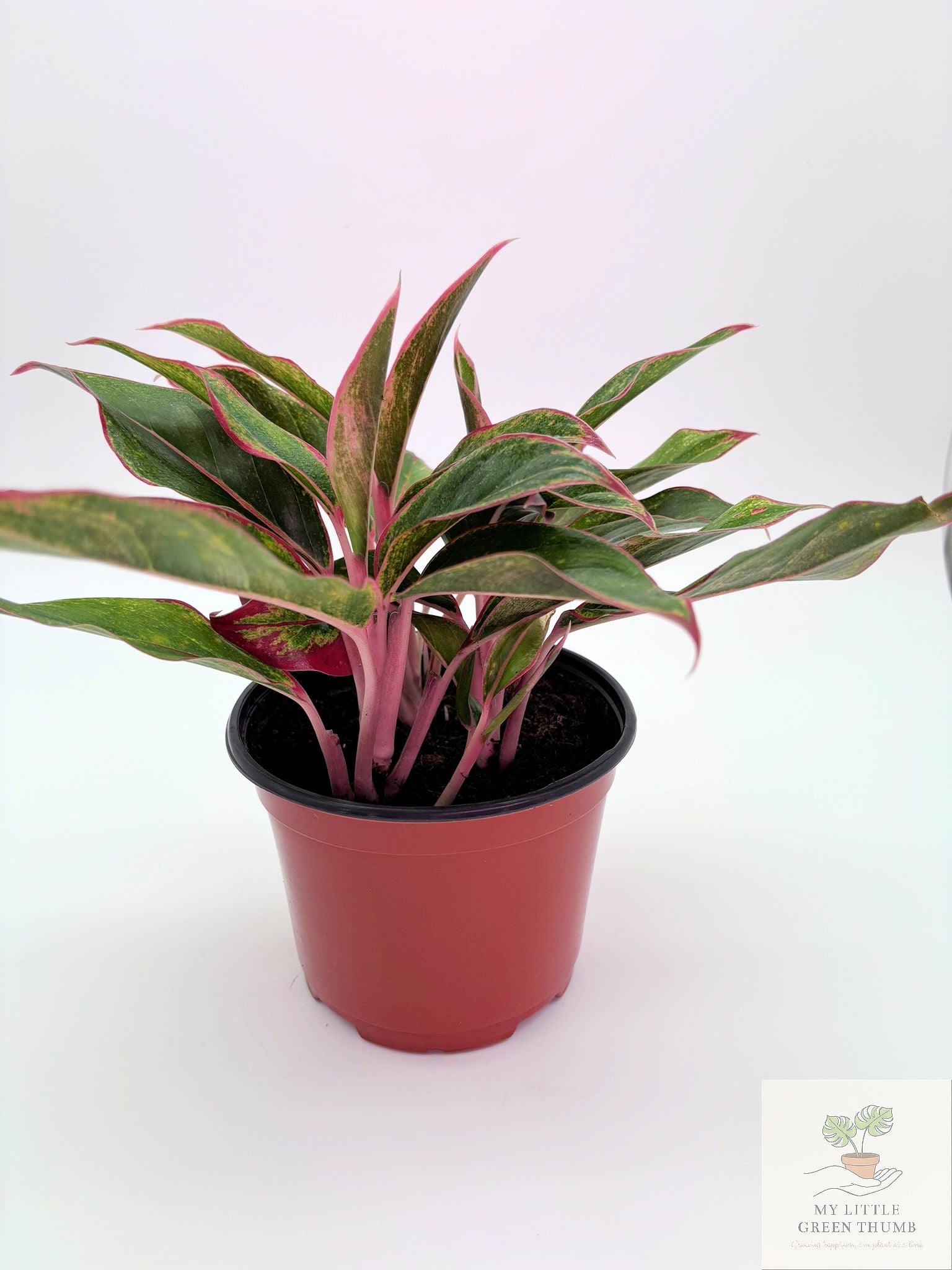 🌿 Aglaonema 'Jungle Red' Colorful Chinese Evergreen • Easy-Care Tropical Houseplant