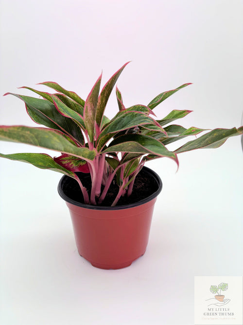 🌿 Aglaonema 'Jungle Red' Colorful Chinese Evergreen • Easy-Care Tropical Houseplant