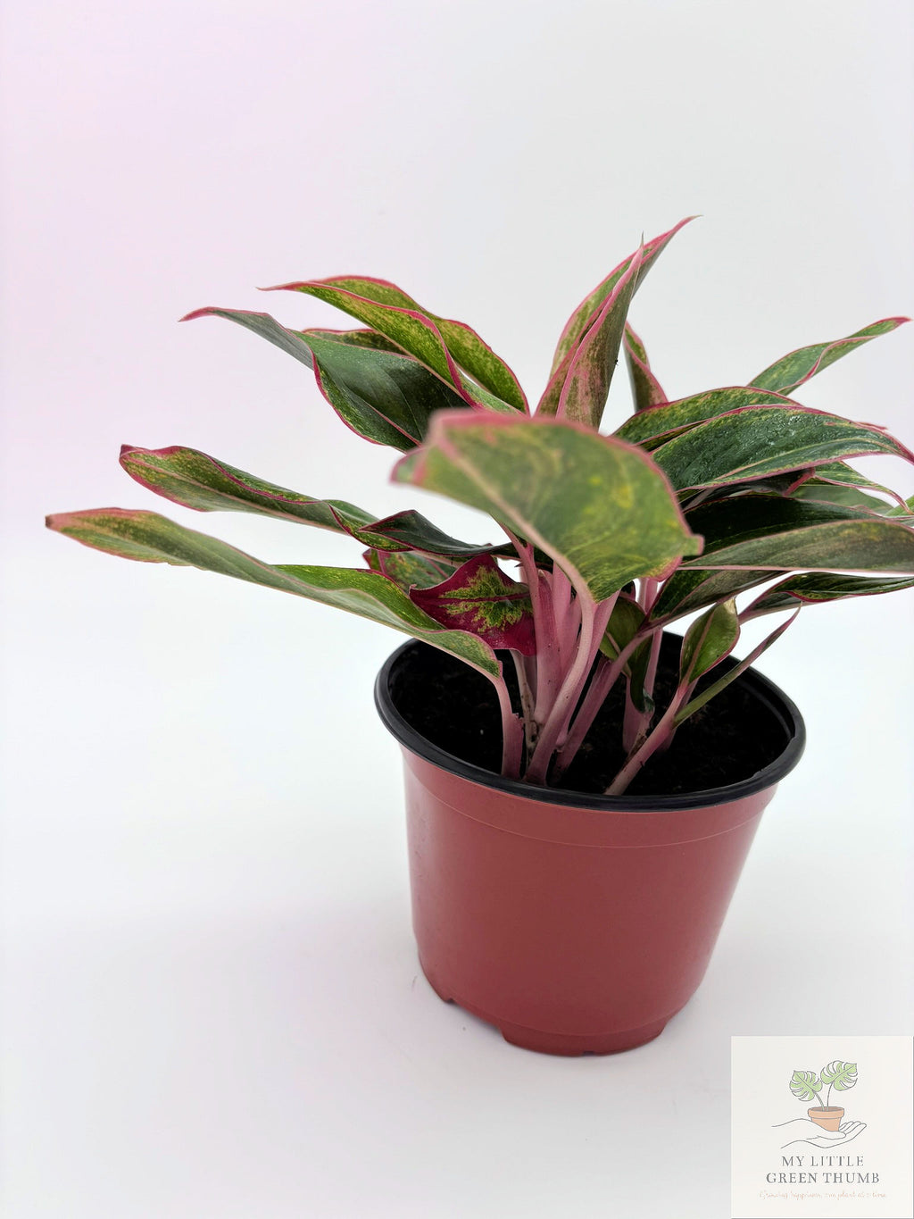 🌿 Aglaonema 'Jungle Red' Colorful Chinese Evergreen • Easy-Care Tropical Houseplant