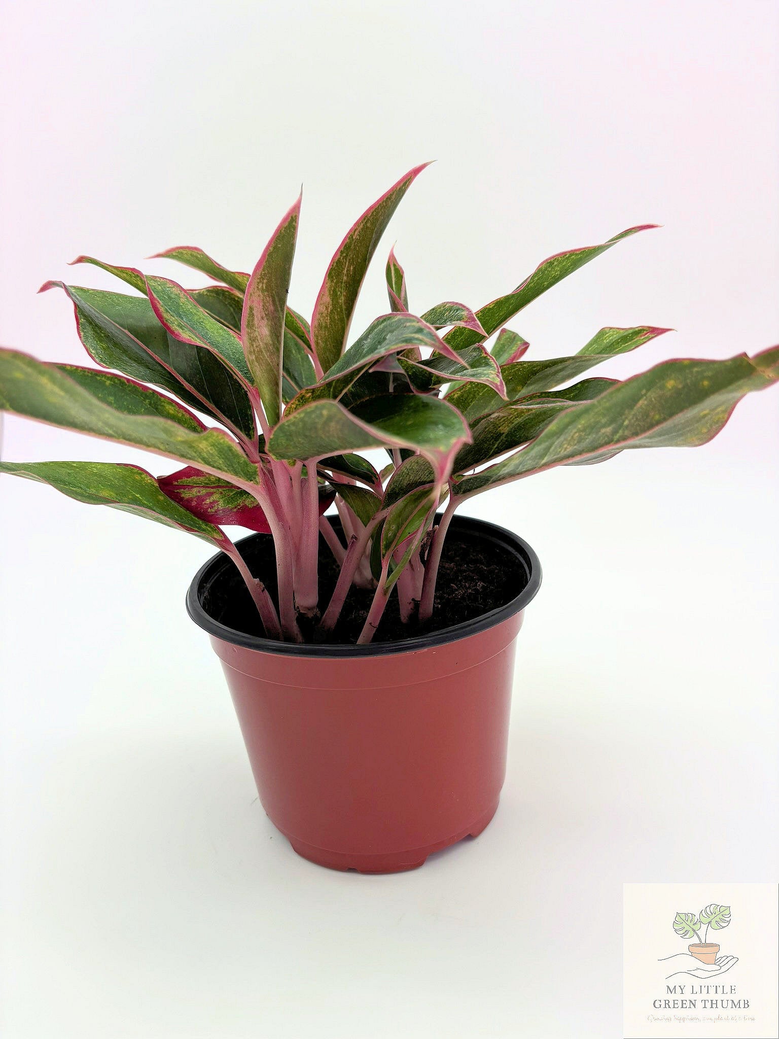 🌿 Aglaonema 'Jungle Red' Colorful Chinese Evergreen • Easy-Care Tropical Houseplant