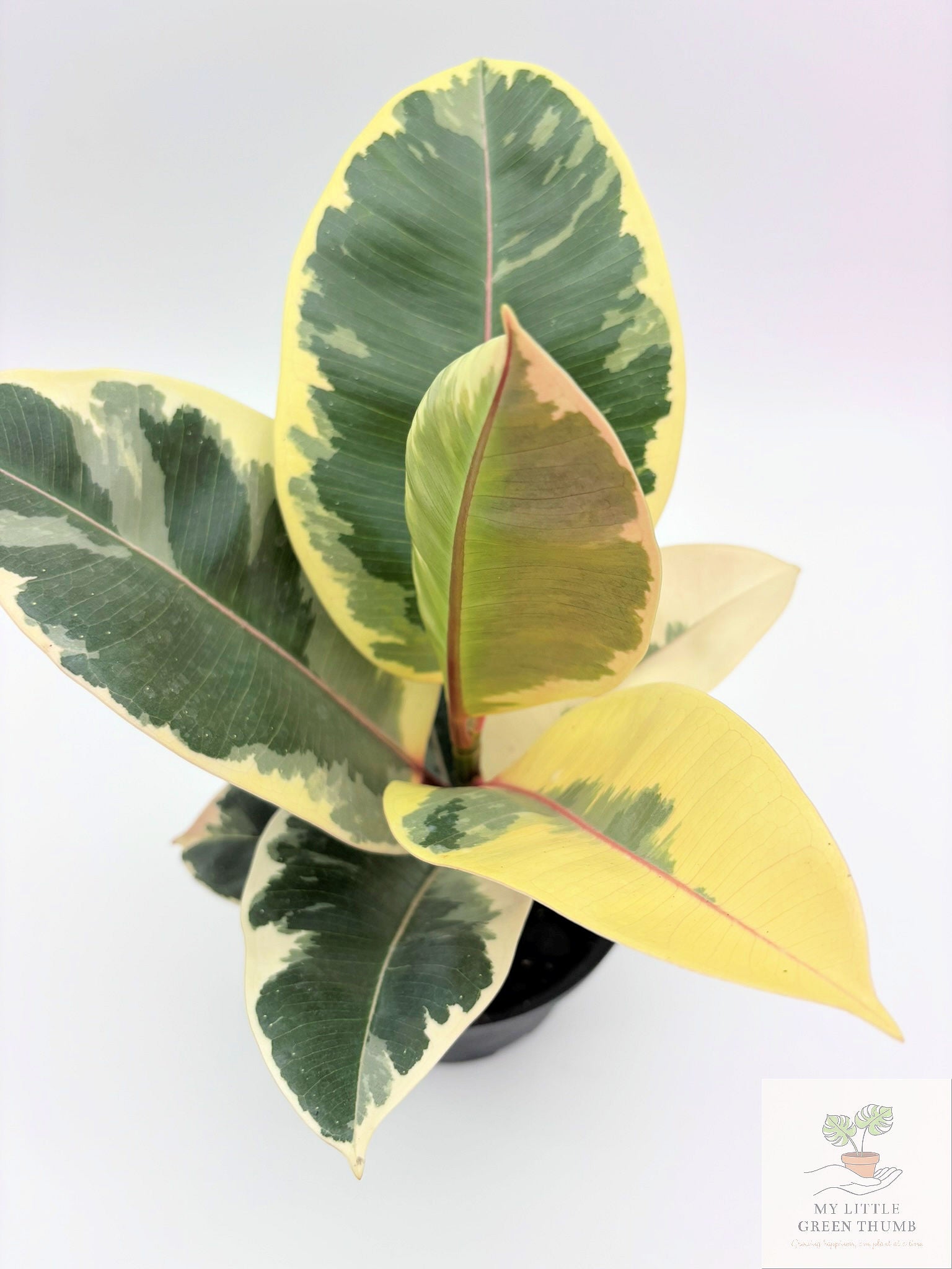 🌿 Ficus Elastica (Rubber Plant) Classic Tropical Houseplant • Easy-Care Indoor Tree