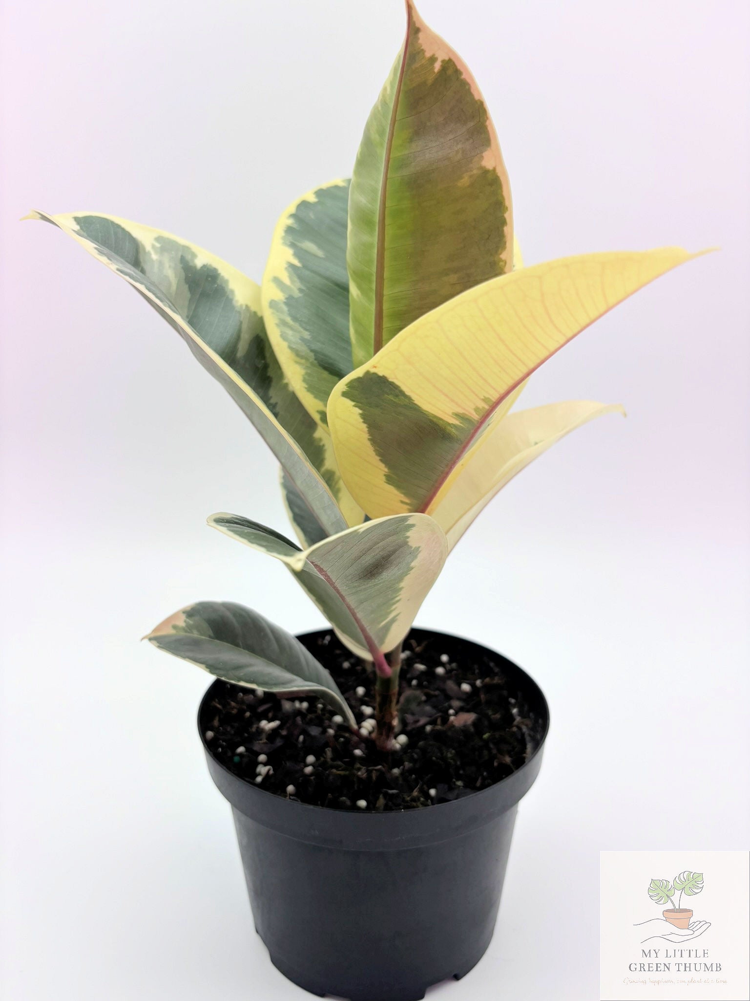 🌿 Ficus Elastica (Rubber Plant) Classic Tropical Houseplant • Easy-Care Indoor Tree