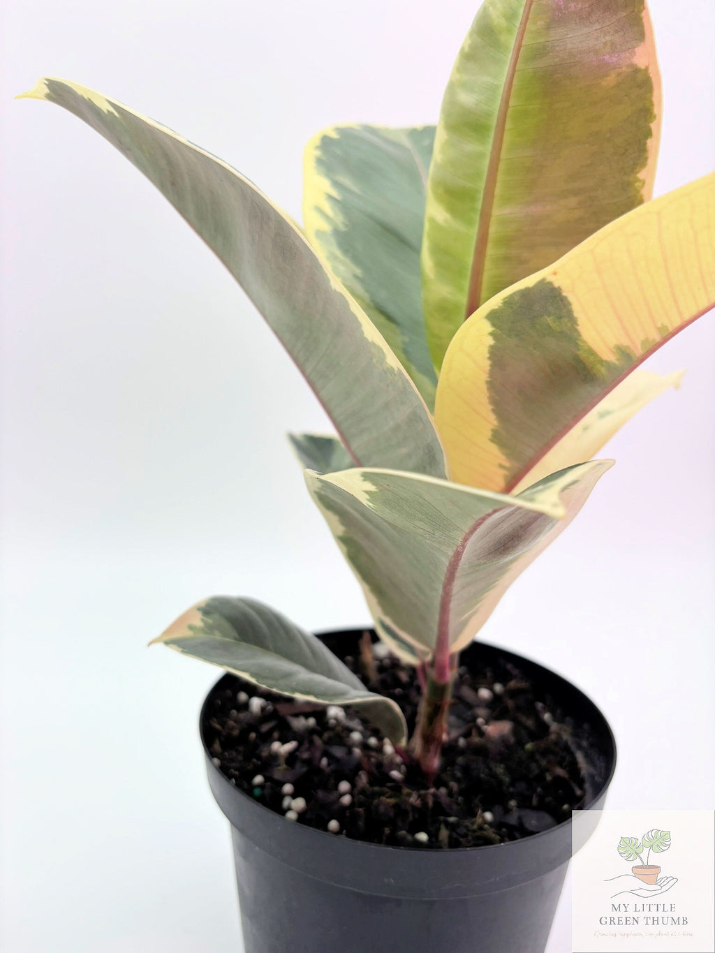 🌿 Ficus Elastica (Rubber Plant) Classic Tropical Houseplant • Easy-Care Indoor Tree