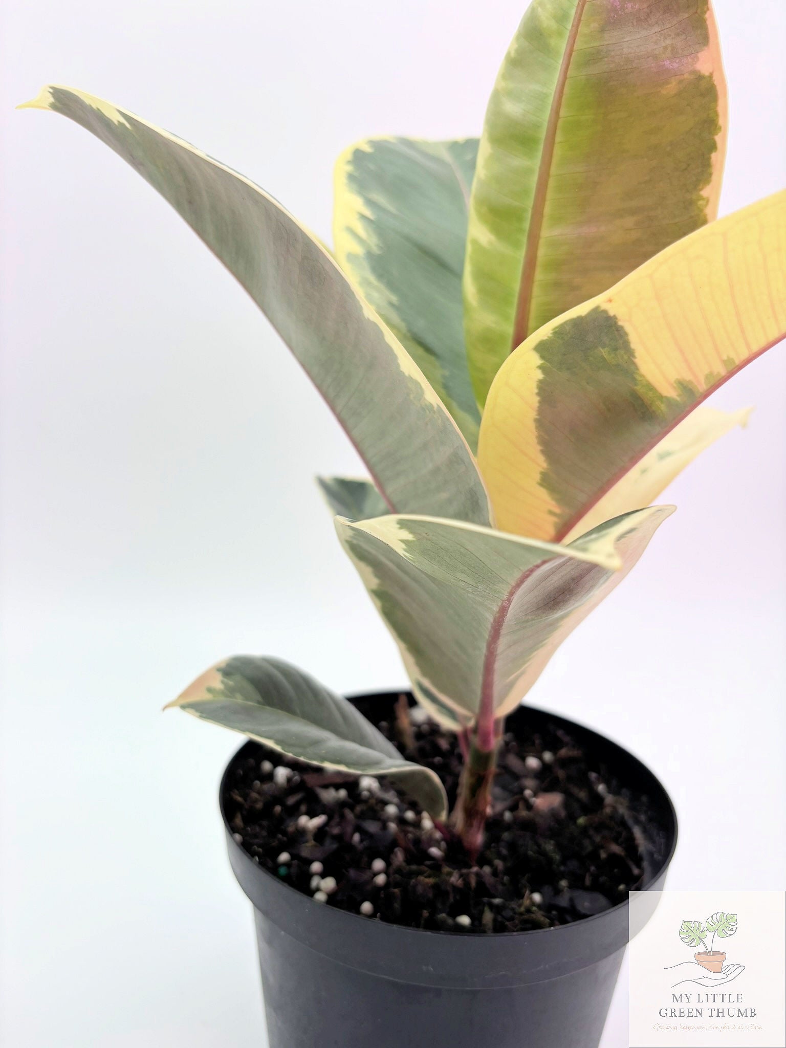 🌿 Ficus Elastica (Rubber Plant) Classic Tropical Houseplant • Easy-Care Indoor Tree