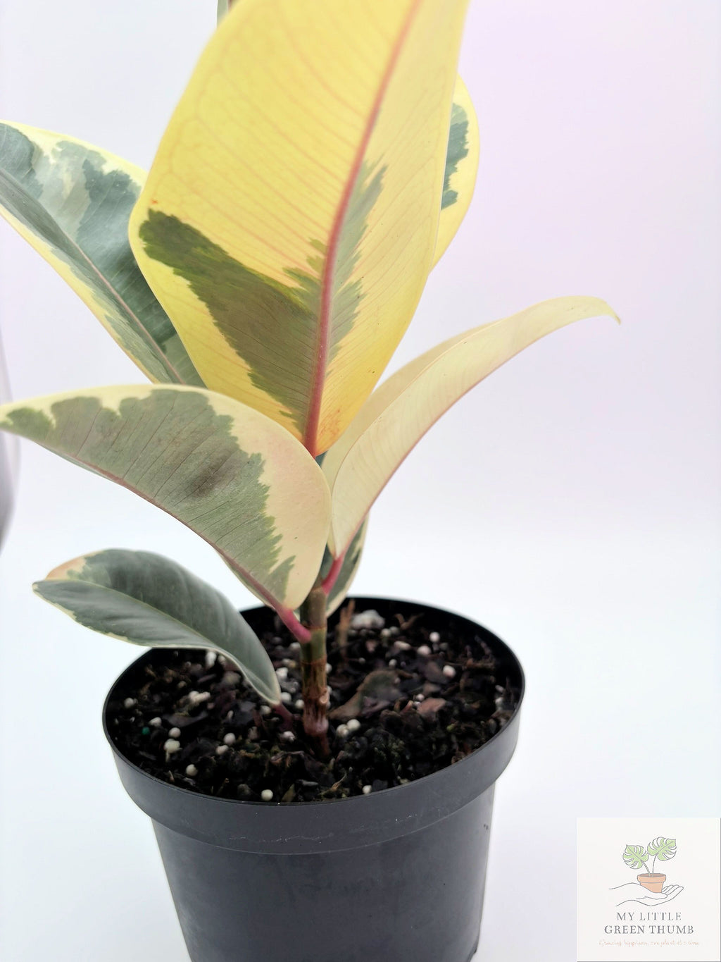 🌿 Ficus Elastica (Rubber Plant) Classic Tropical Houseplant • Easy-Care Indoor Tree