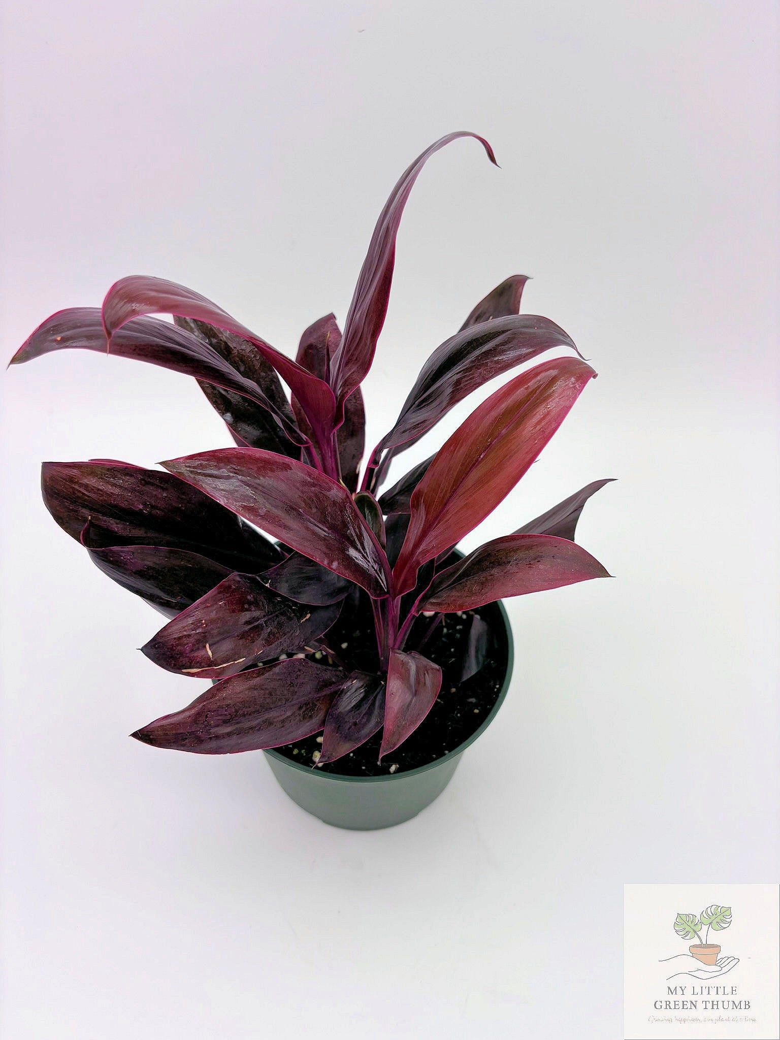 🌿 Cordyline fruticosa (Ti Plant) Colorful Tropical Foliage Plant • Bold Indoor Statement Plant