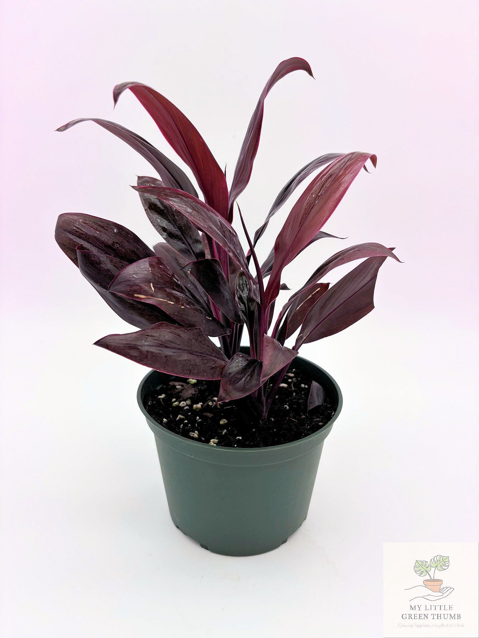 🌿 Cordyline fruticosa (Ti Plant) Colorful Tropical Foliage Plant • Bold Indoor Statement Plant