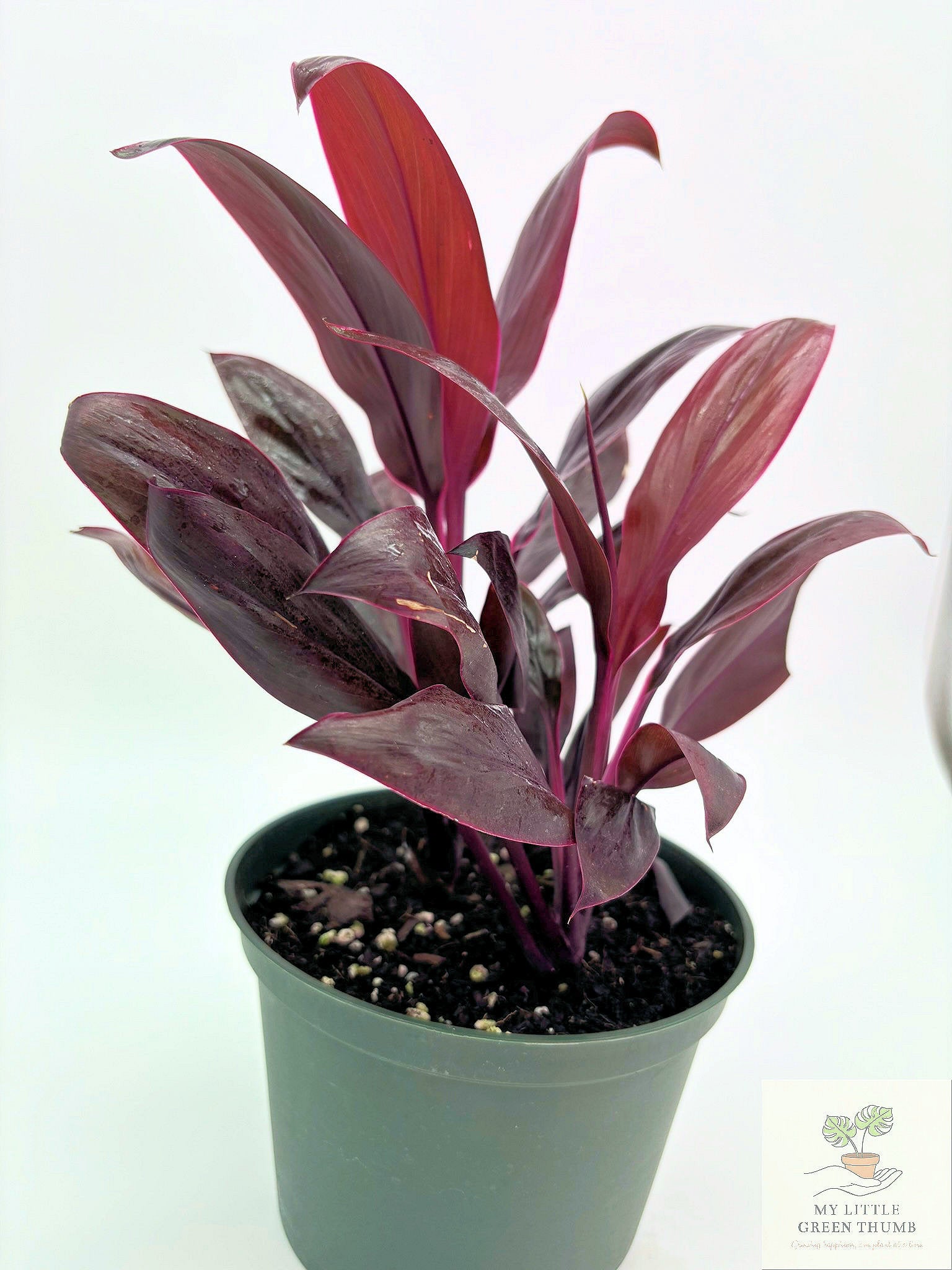 🌿 Cordyline fruticosa (Ti Plant) Colorful Tropical Foliage Plant • Bold Indoor Statement Plant