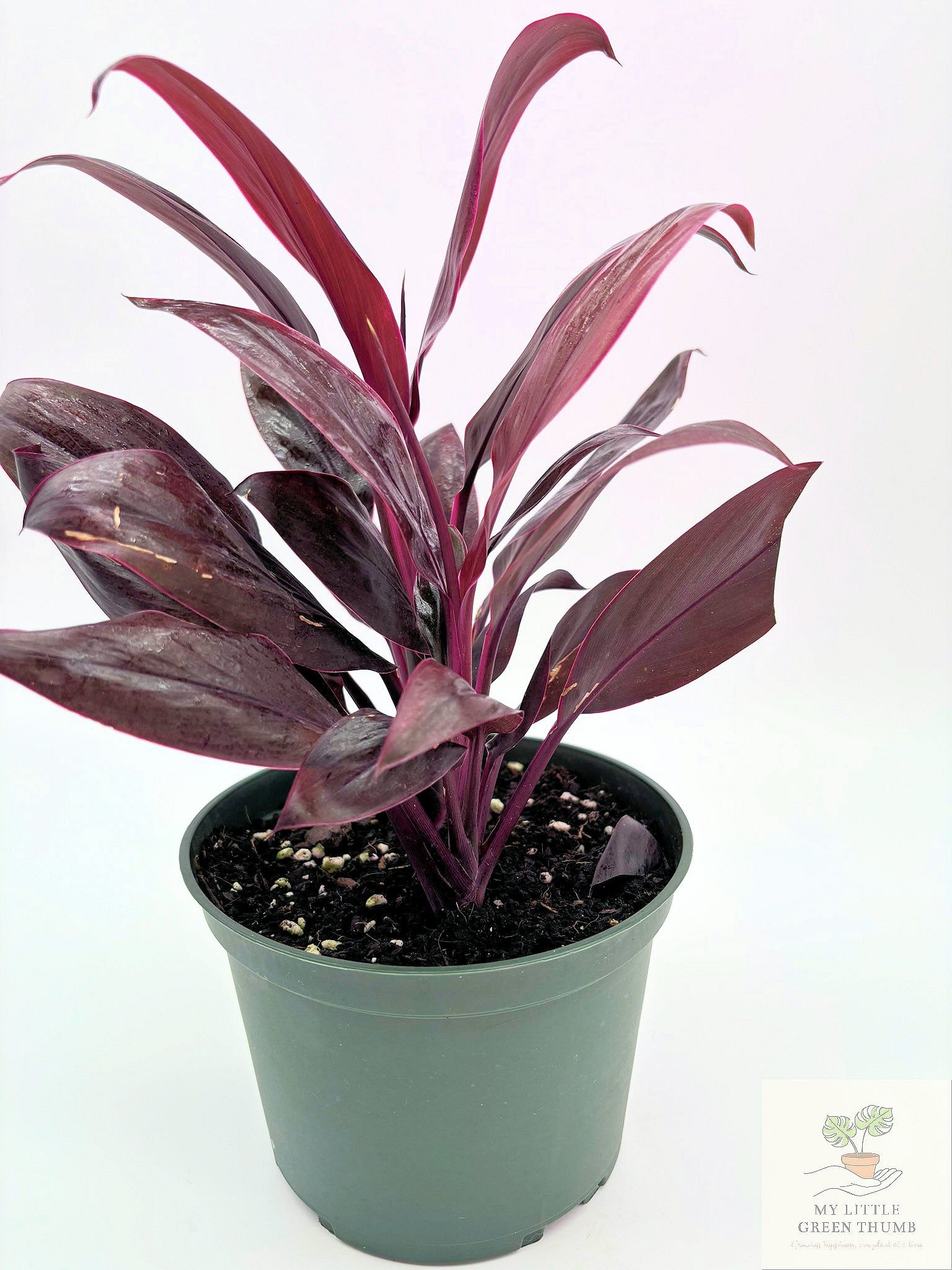 🌿 Cordyline fruticosa (Ti Plant) Colorful Tropical Foliage Plant • Bold Indoor Statement Plant