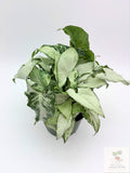 🌿 Syngonium podophyllum (Arrowhead Plant) Classic Arrowhead Vine • Easy-Care Tropical Houseplant