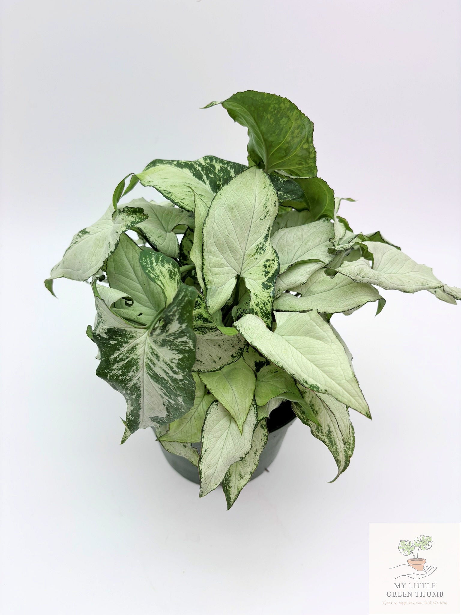 🌿 Syngonium podophyllum (Arrowhead Plant) Classic Arrowhead Vine • Easy-Care Tropical Houseplant