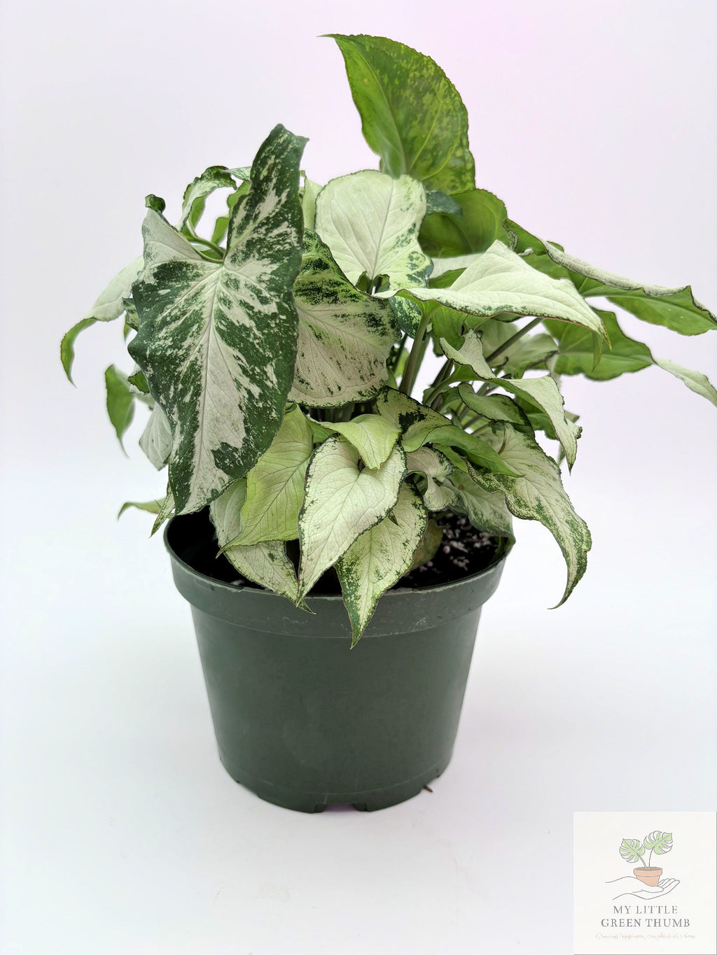 🌿 Syngonium podophyllum (Arrowhead Plant) Classic Arrowhead Vine • Easy-Care Tropical Houseplant