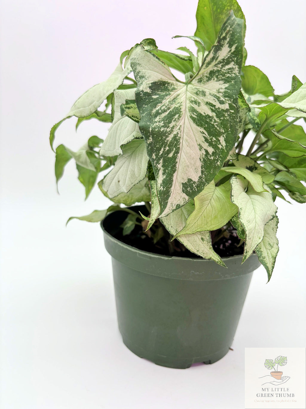 🌿 Syngonium podophyllum (Arrowhead Plant) Classic Arrowhead Vine • Easy-Care Tropical Houseplant