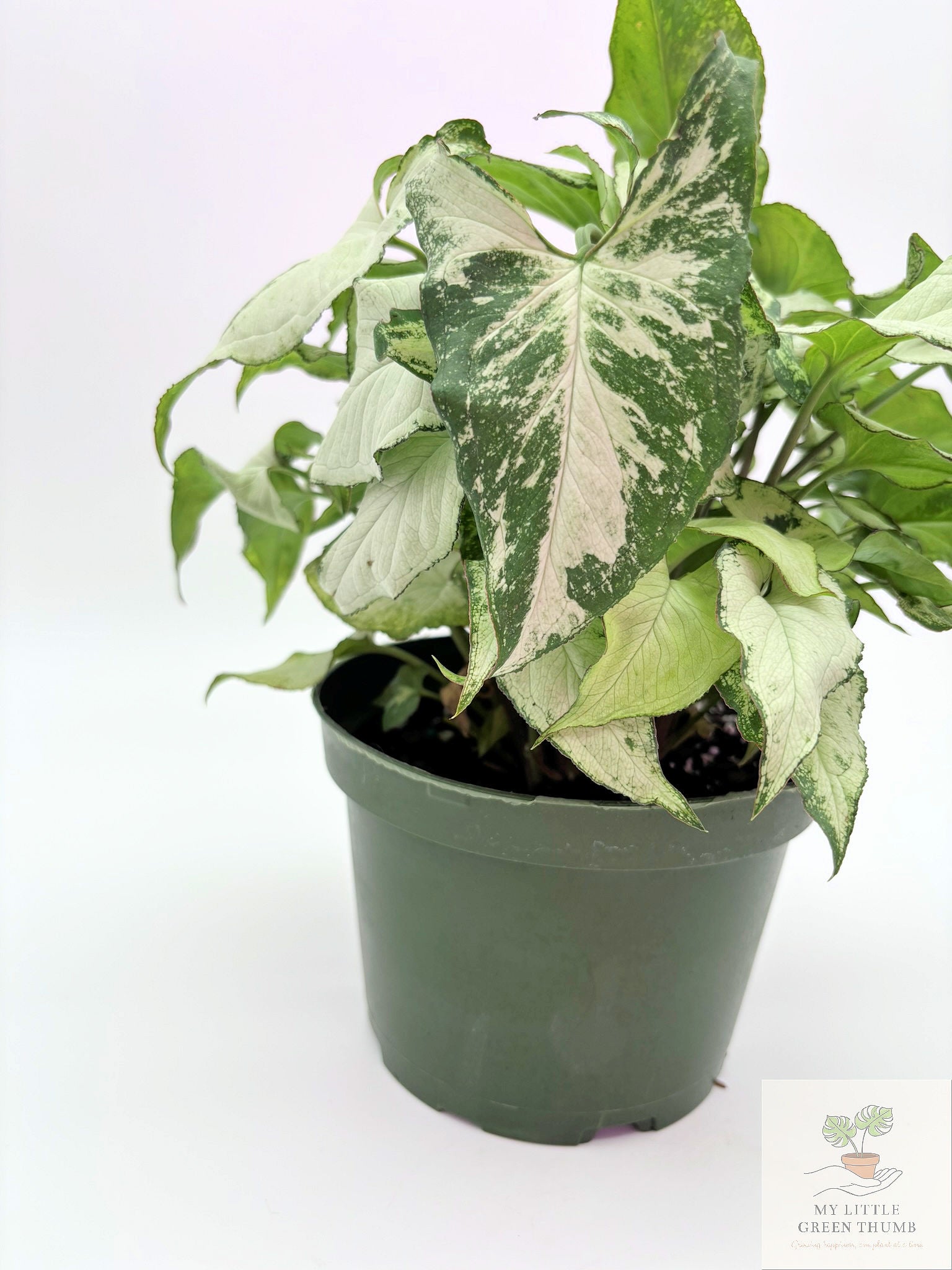 🌿 Syngonium podophyllum (Arrowhead Plant) Classic Arrowhead Vine • Easy-Care Tropical Houseplant