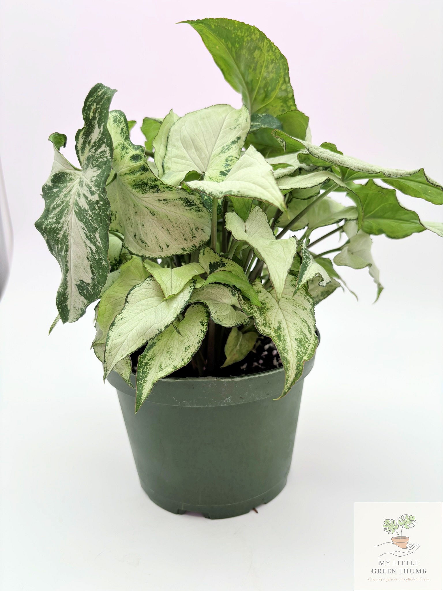 🌿 Syngonium podophyllum (Arrowhead Plant) Classic Arrowhead Vine • Easy-Care Tropical Houseplant
