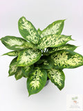 🌿 Dieffenbachia Compacta Compact Tropical Foliage Plant • Easy-Care Houseplant