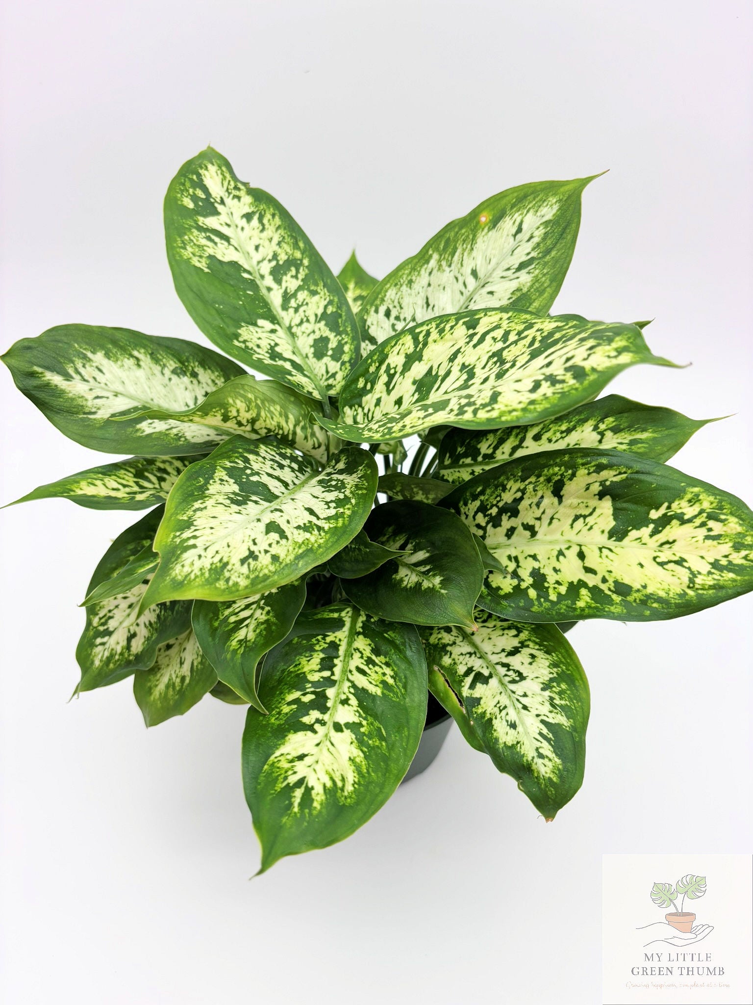 🌿 Dieffenbachia Compacta Compact Tropical Foliage Plant • Easy-Care Houseplant