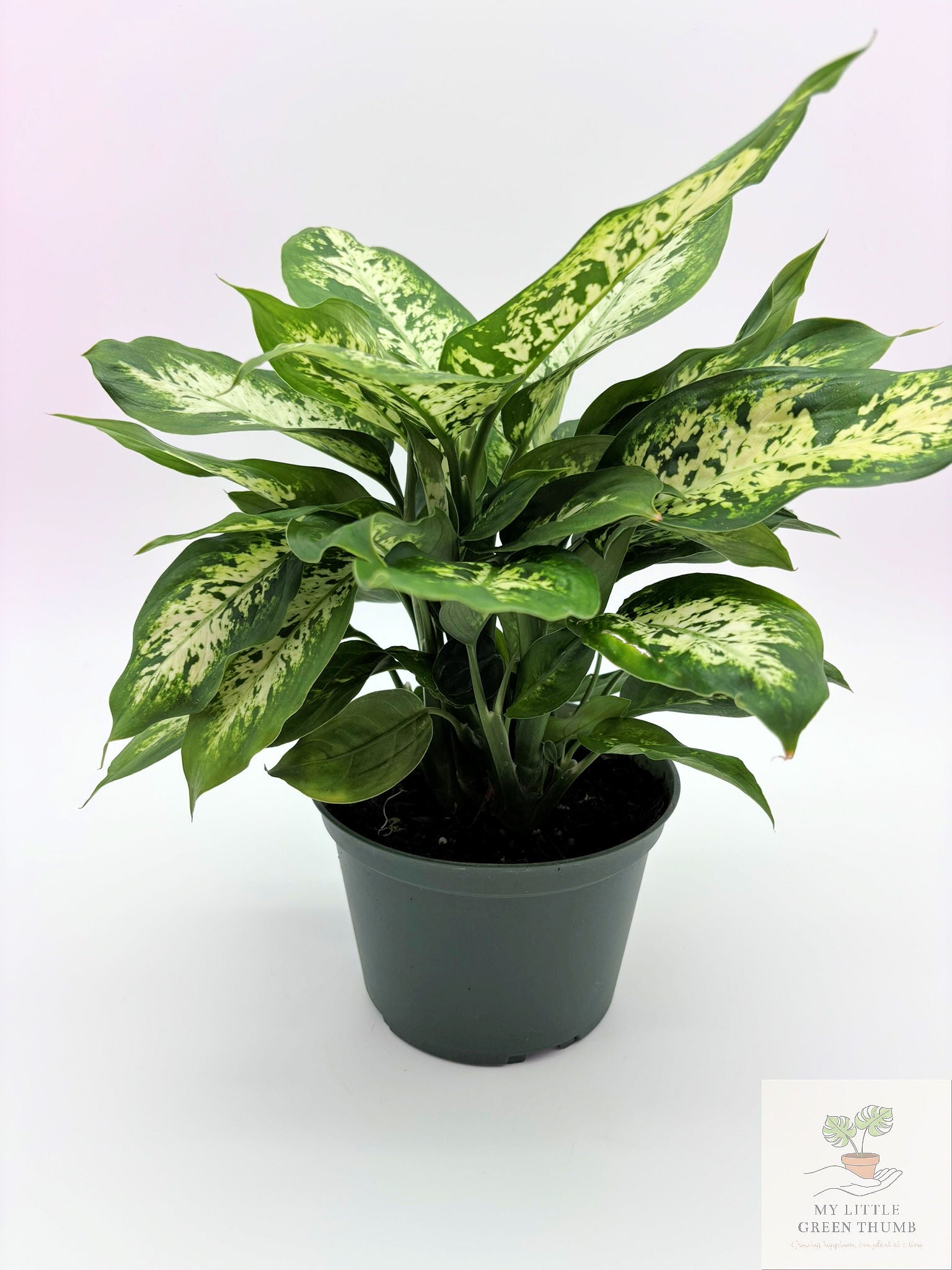 🌿 Dieffenbachia Compacta Compact Tropical Foliage Plant • Easy-Care Houseplant