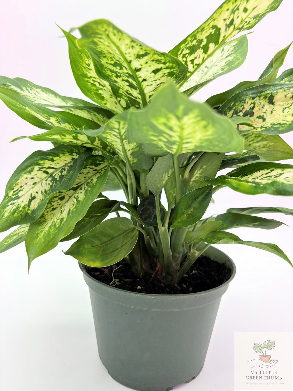 🌿 Dieffenbachia Compacta Compact Tropical Foliage Plant • Easy-Care Houseplant