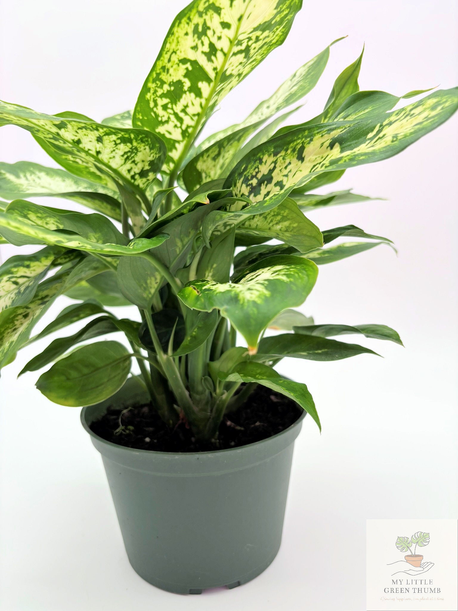 🌿 Dieffenbachia Compacta Compact Tropical Foliage Plant • Easy-Care Houseplant