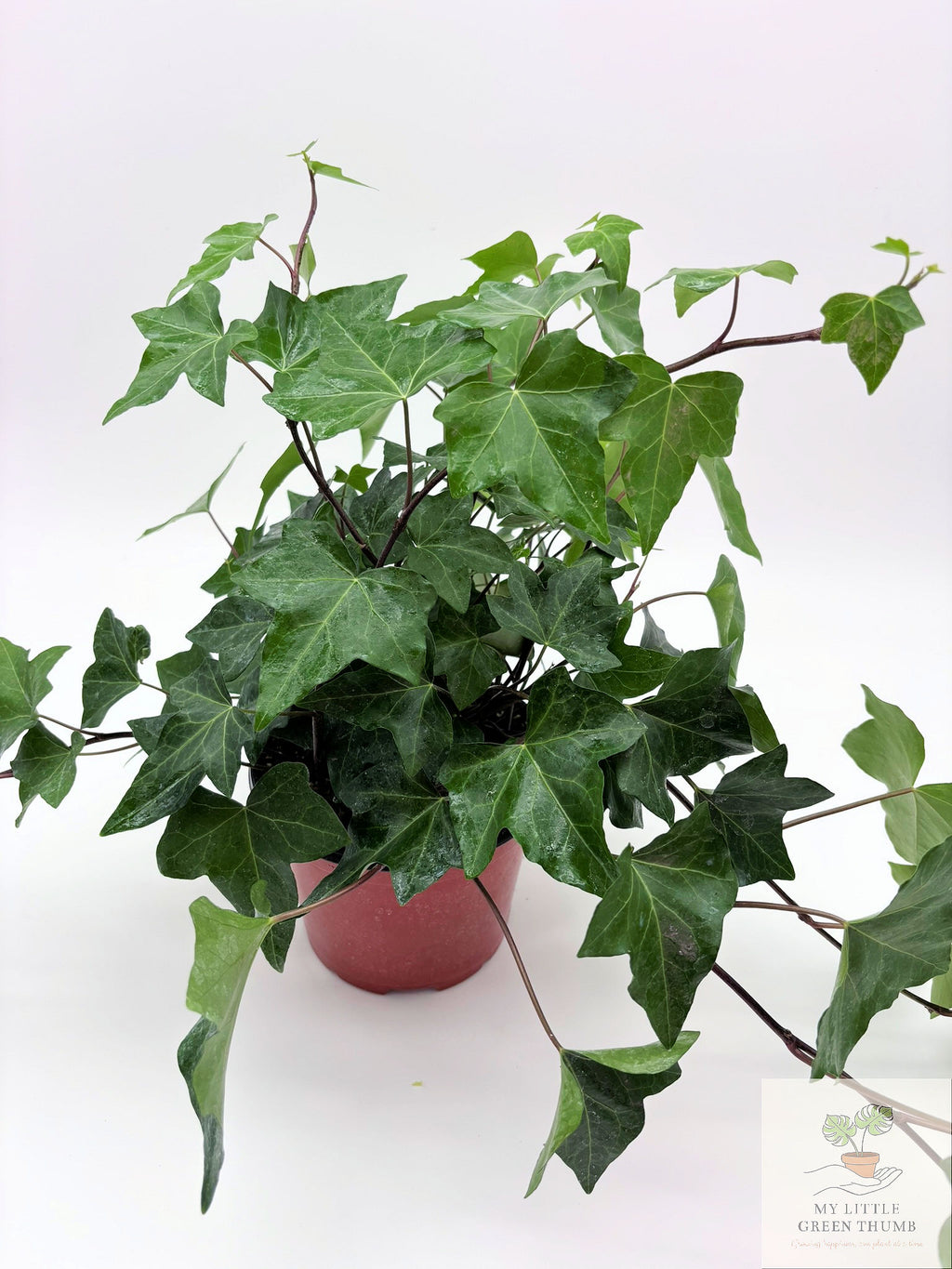 🌿 English Ivy (Hedera helix) Classic Trailing Houseplant • Elegant Climbing Vine