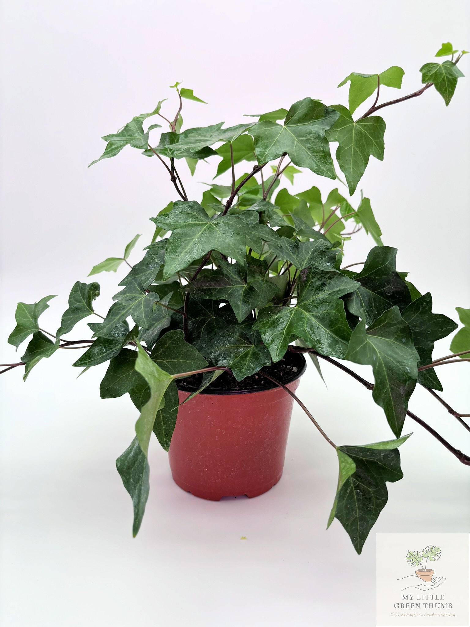 🌿 English Ivy (Hedera helix) Classic Trailing Houseplant • Elegant Climbing Vine