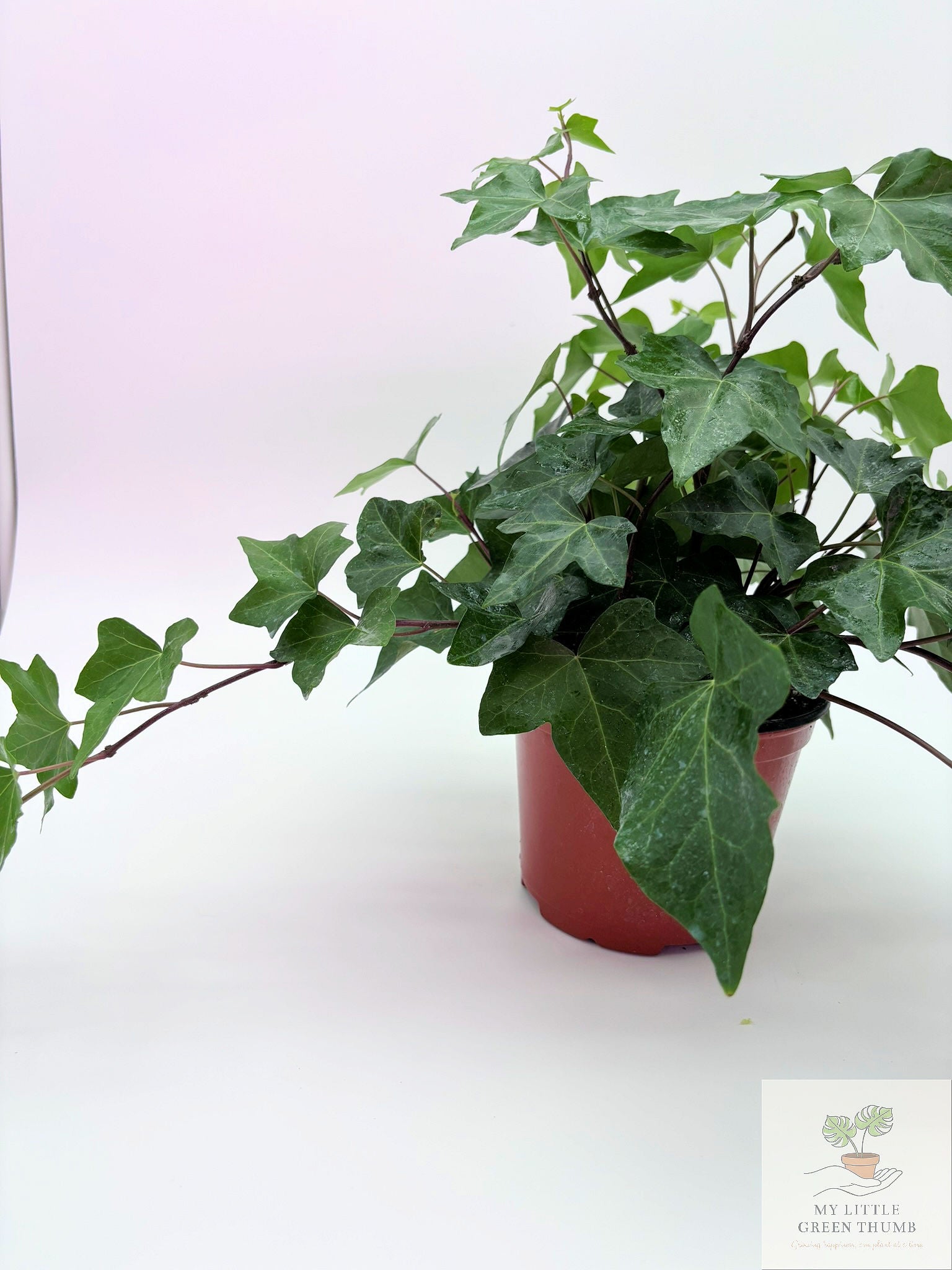 🌿 English Ivy (Hedera helix) Classic Trailing Houseplant • Elegant Climbing Vine