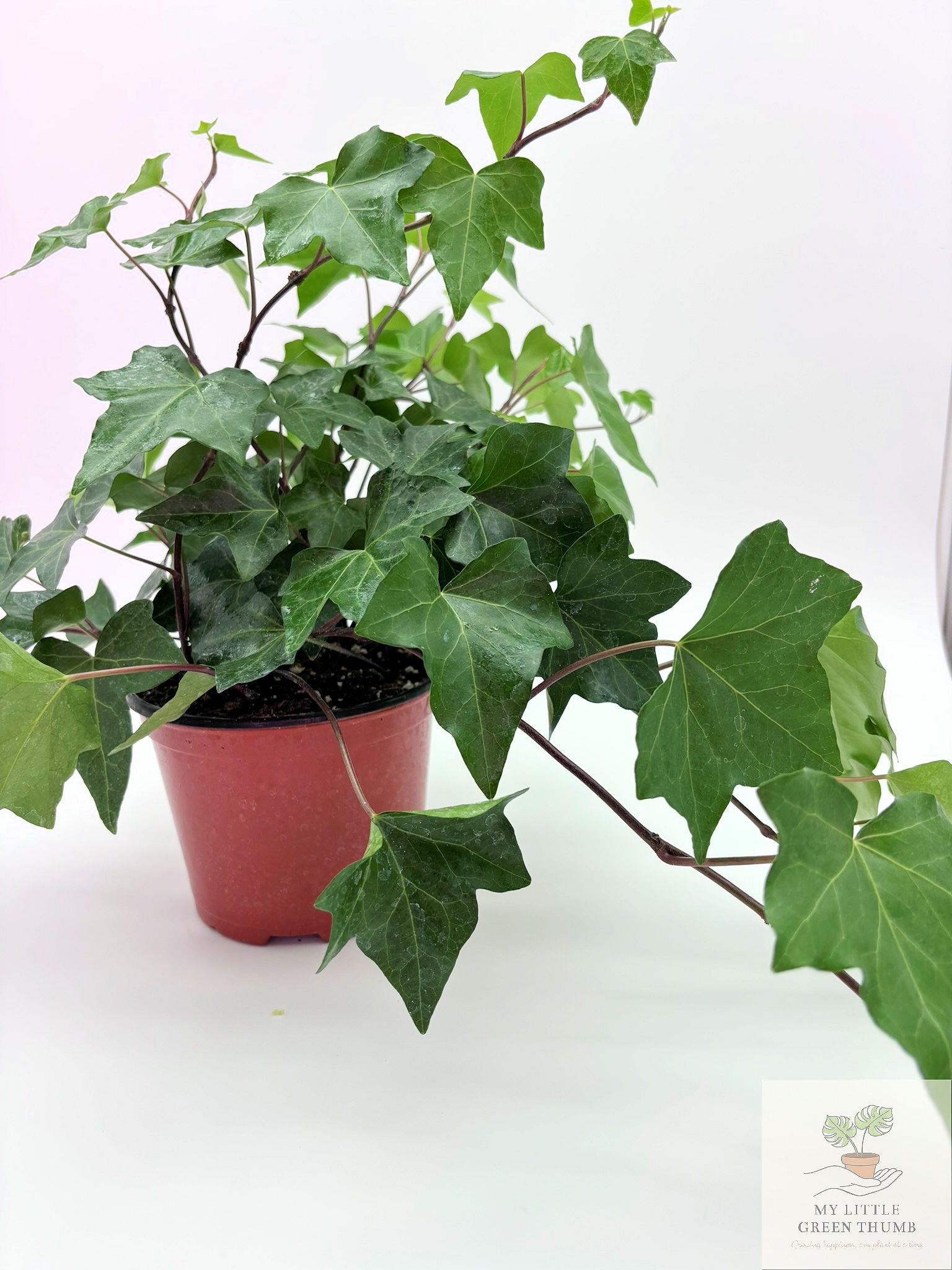 🌿 English Ivy (Hedera helix) Classic Trailing Houseplant • Elegant Climbing Vine
