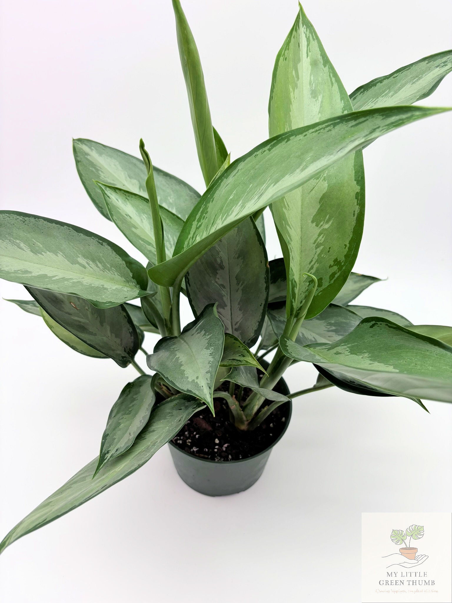 🌿 Aglaonema 'Maria' (Emerald Beauty) Chinese Evergreen • Easy-Care Low Light Houseplant