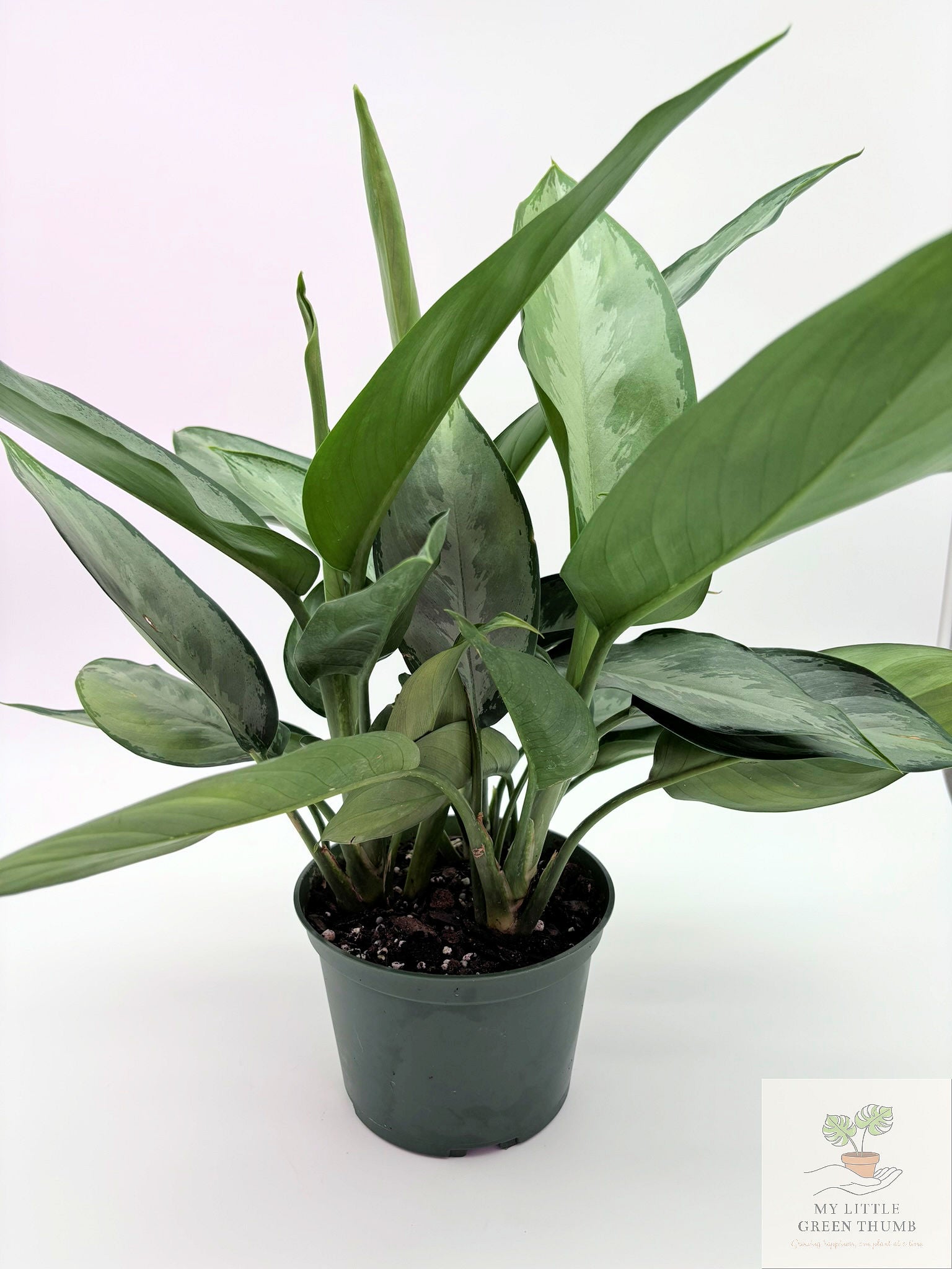 🌿 Aglaonema 'Maria' (Emerald Beauty) Chinese Evergreen • Easy-Care Low Light Houseplant