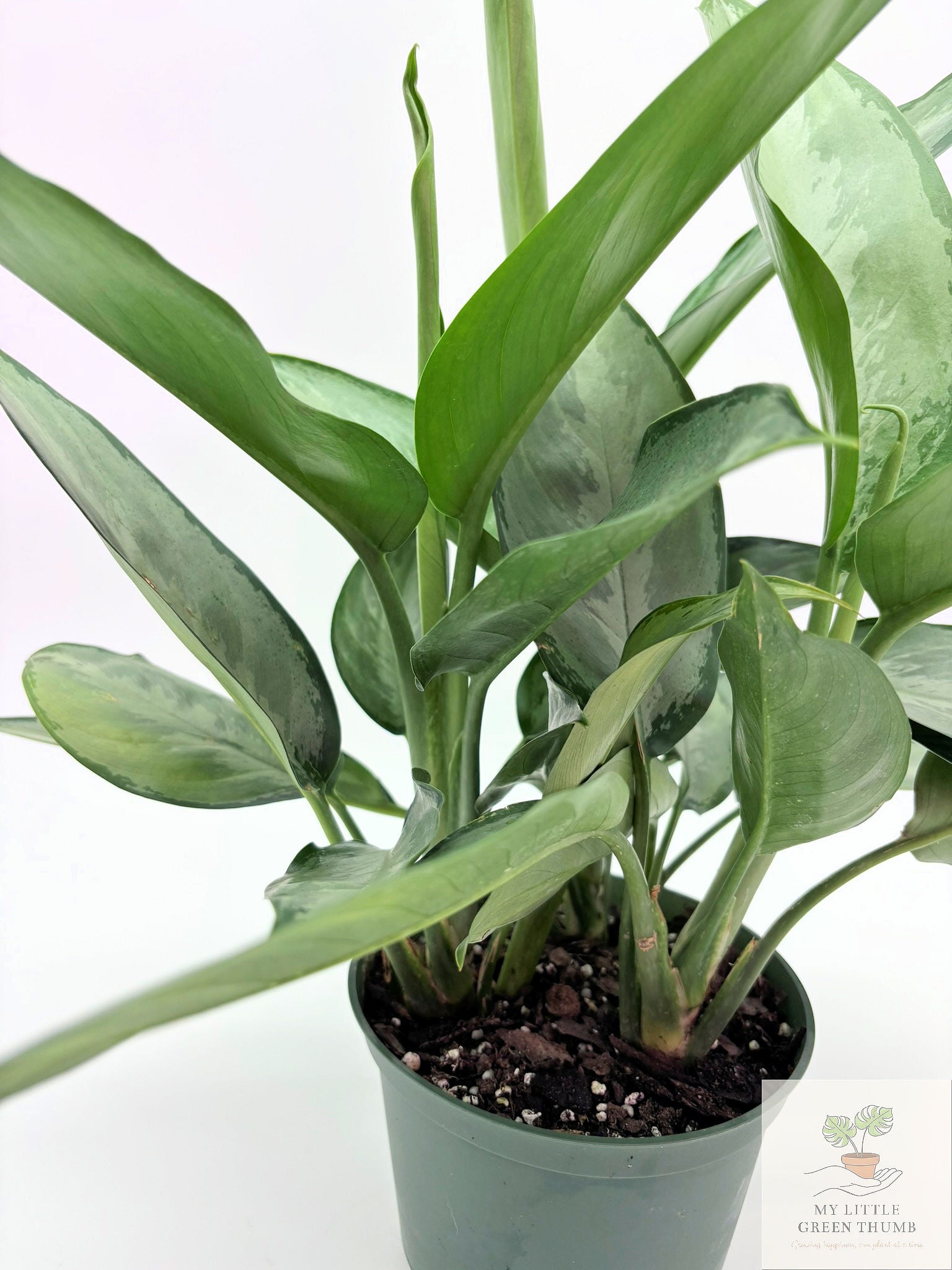 🌿 Aglaonema 'Maria' (Emerald Beauty) Chinese Evergreen • Easy-Care Low Light Houseplant