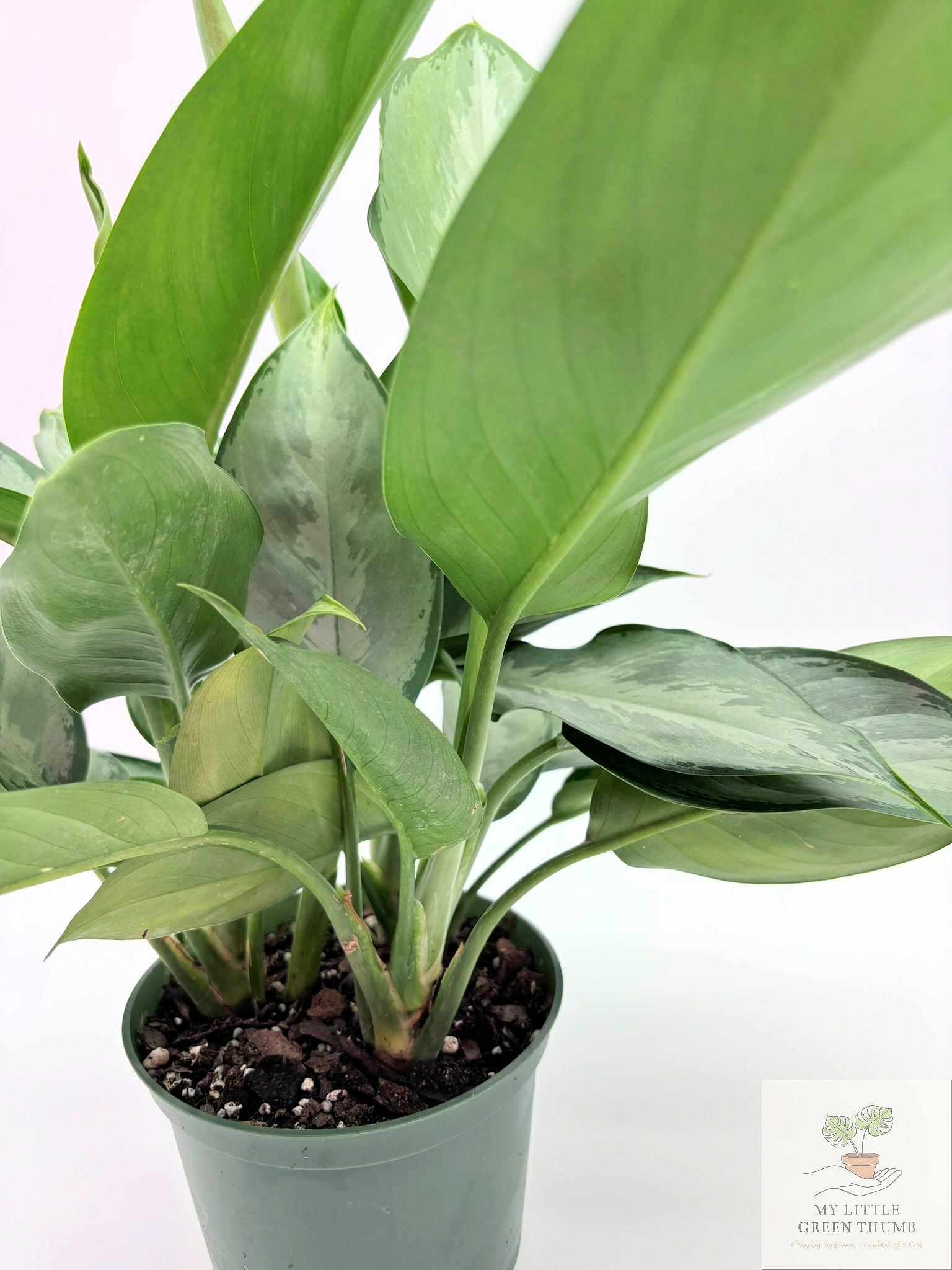 🌿 Aglaonema 'Maria' (Emerald Beauty) Chinese Evergreen • Easy-Care Low Light Houseplant