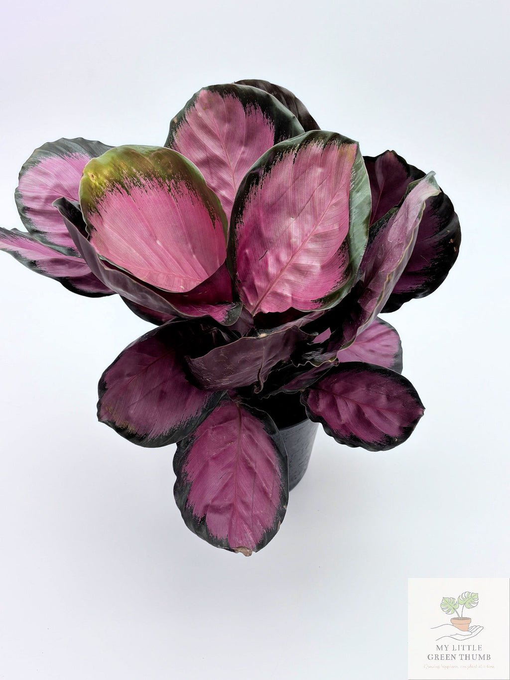 🌿 Calathea 'Purple Rose' Prayer Plant • Stunning Tropical Foliage Houseplant