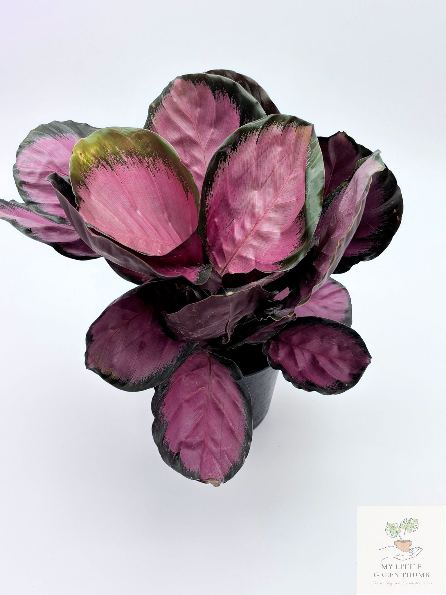 🌿 Calathea 'Purple Rose' Prayer Plant • Stunning Tropical Foliage Houseplant